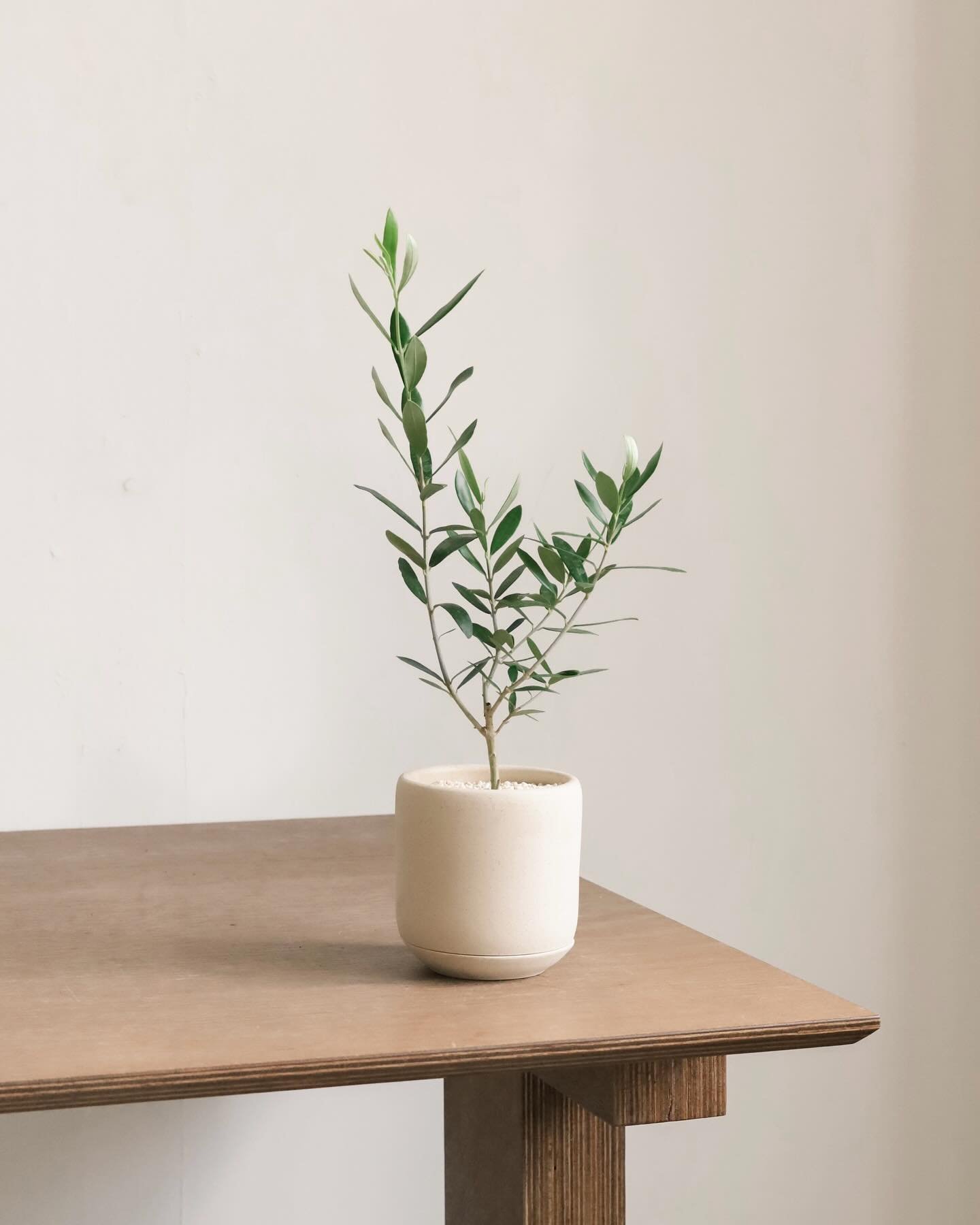 The Japanese olive tree: a symbol of peace &amp; friendship, perfect for housewarming gifts.🏡 

Can they bear fruit indoors? Chances are slim, placing them outdoors with direct sunlight mimics their natural climate, offering a chance for fruiting. ?