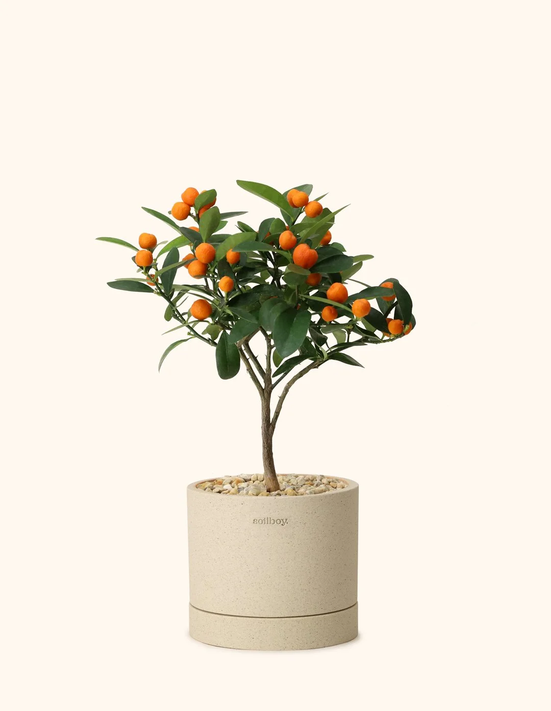 Citrus-Tree_OBJ01-Planter.jpg