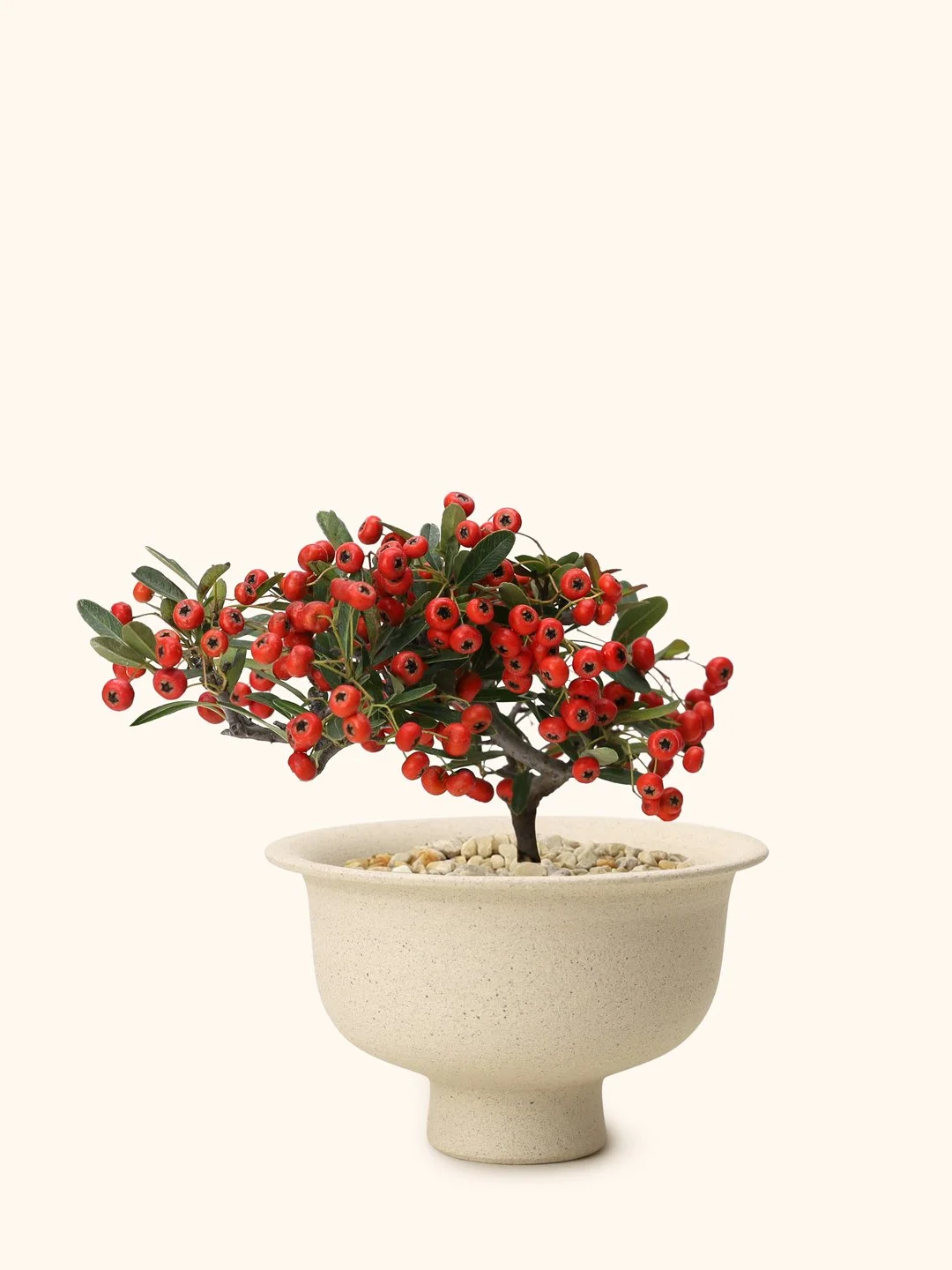 tachibana-modoki-(Red)_bonsai_no_2.jpg