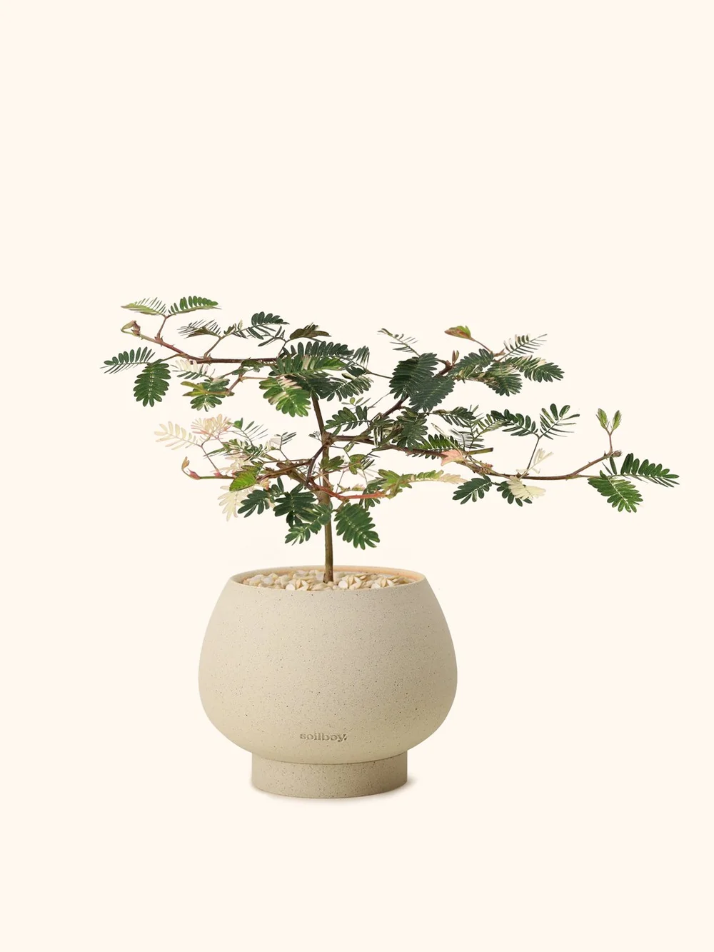 Variegated Mimosa  Soilboy