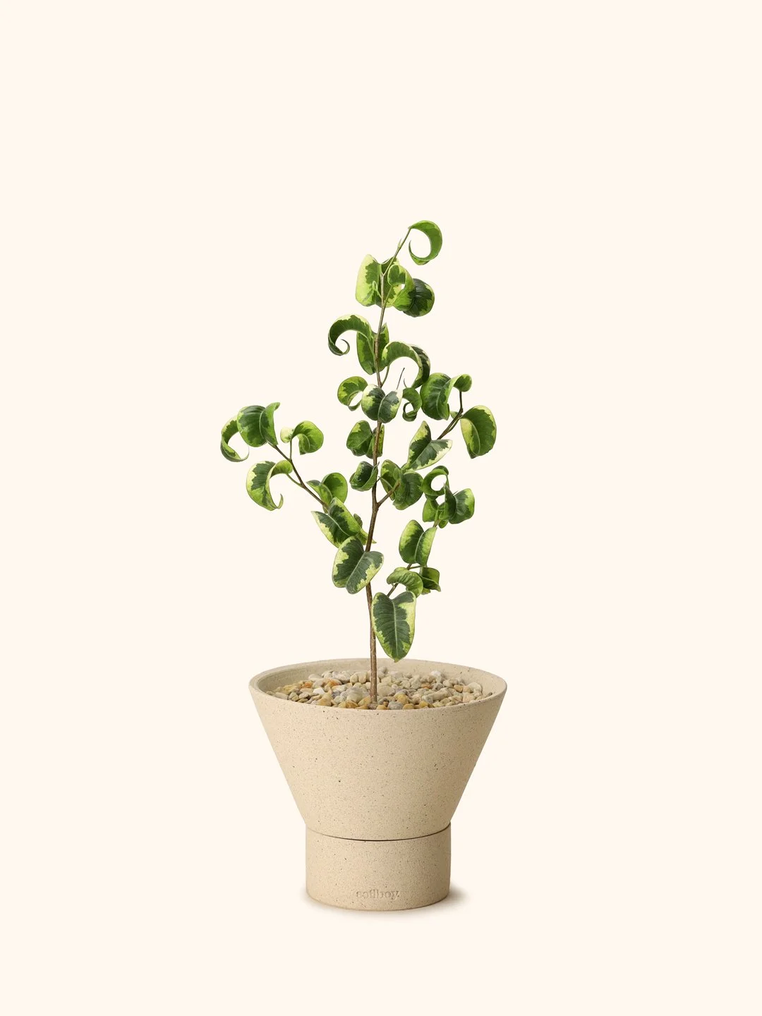 Var-Ficus-Benjamina-yshape-s.jpg