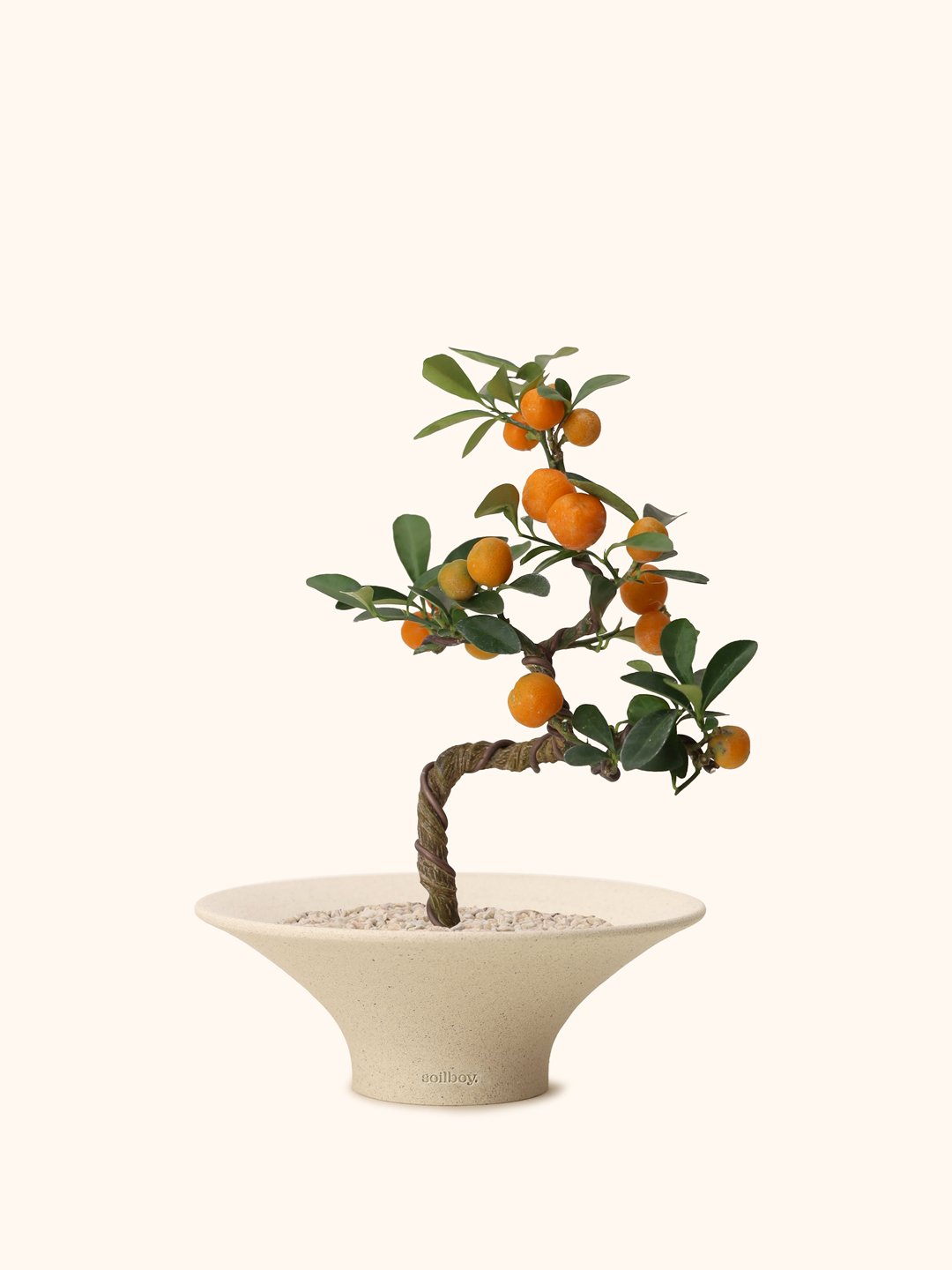 Mini-Citruc-Bonsai-vortex.jpg