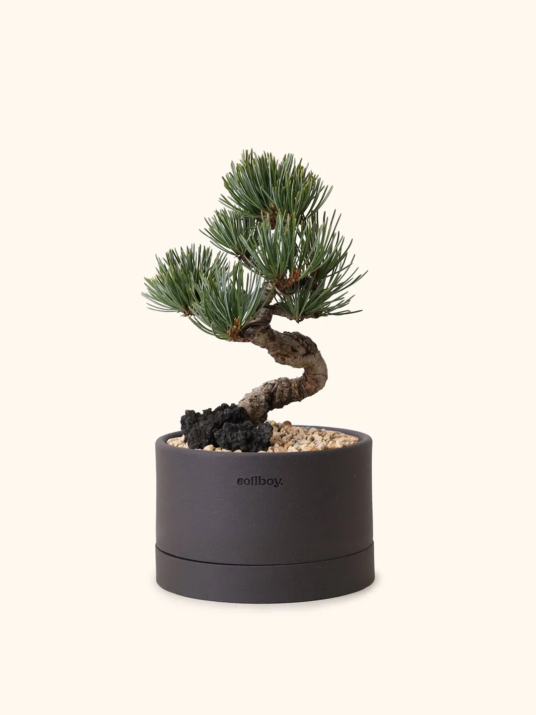 white-pine_flat_c.jpg