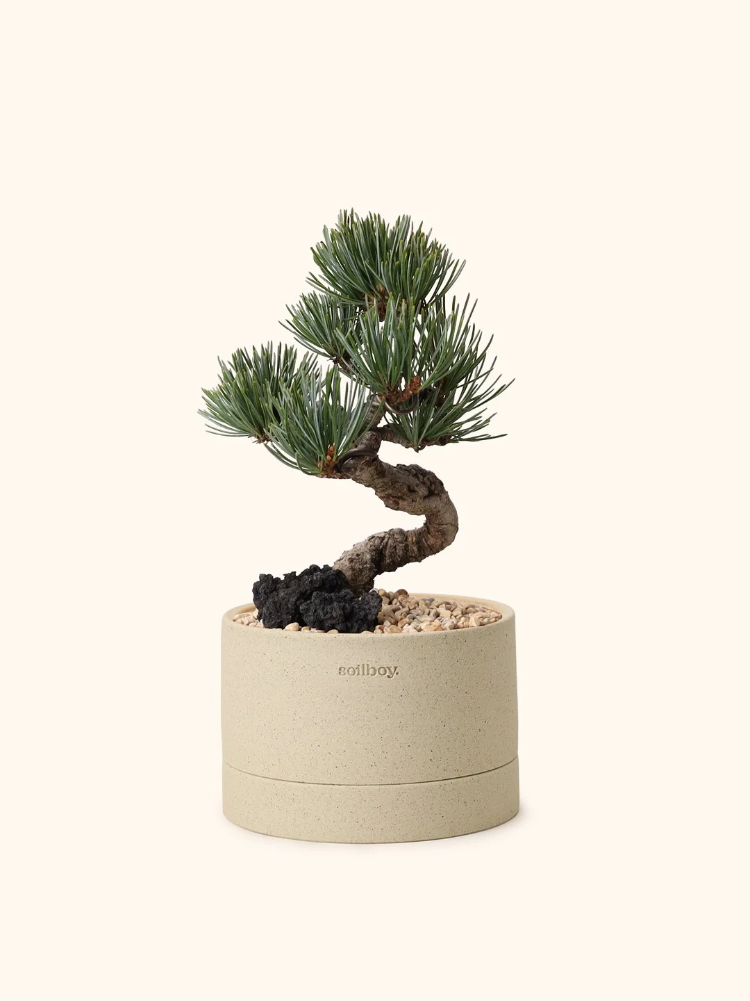 white-pine_flat_s.jpg