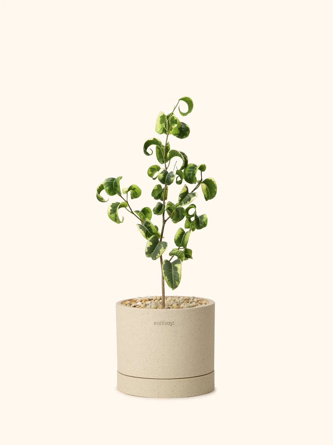 Var-Ficus-Benjamina-obj1-as.jpg