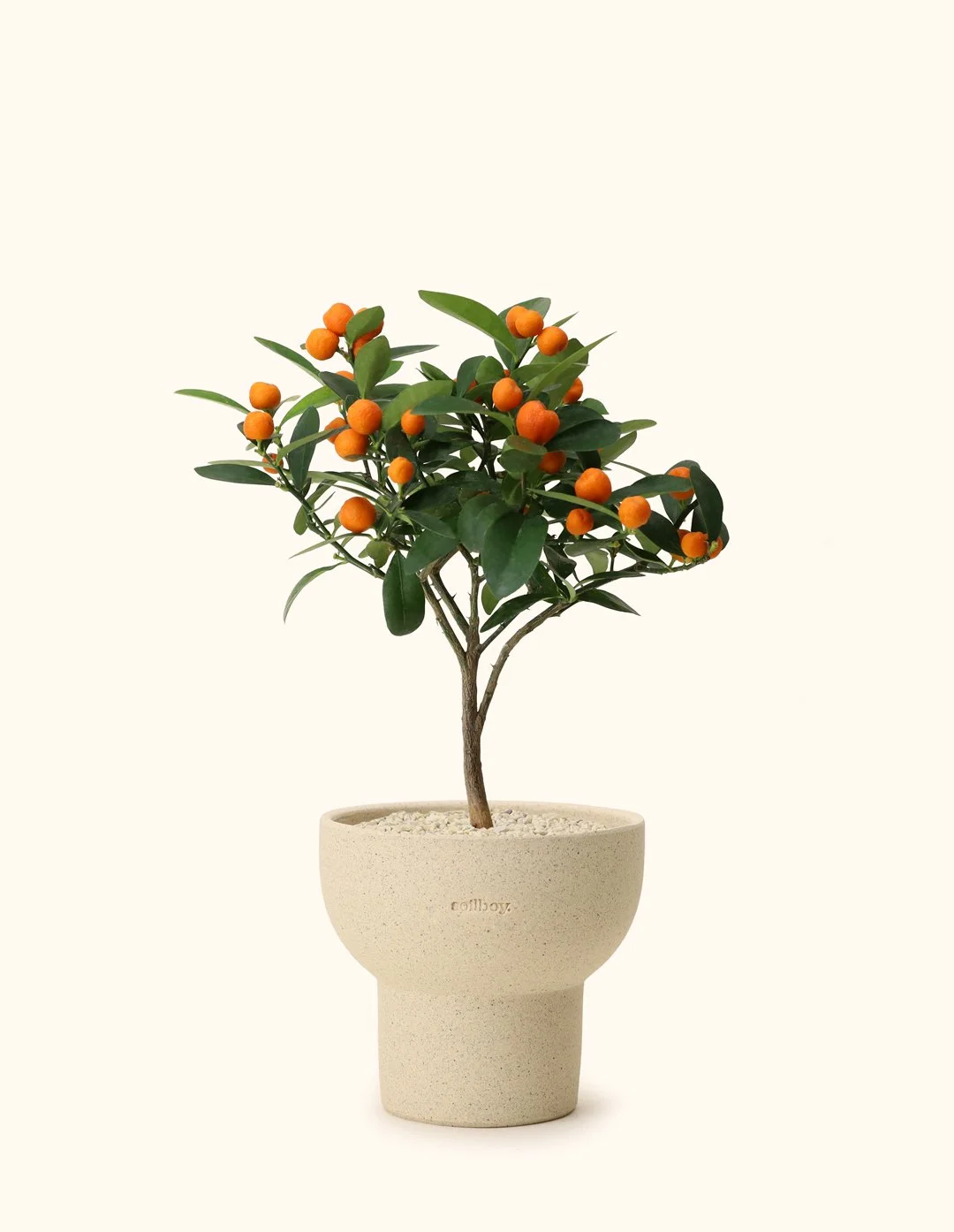 Mini Citrus Tree (Japan)