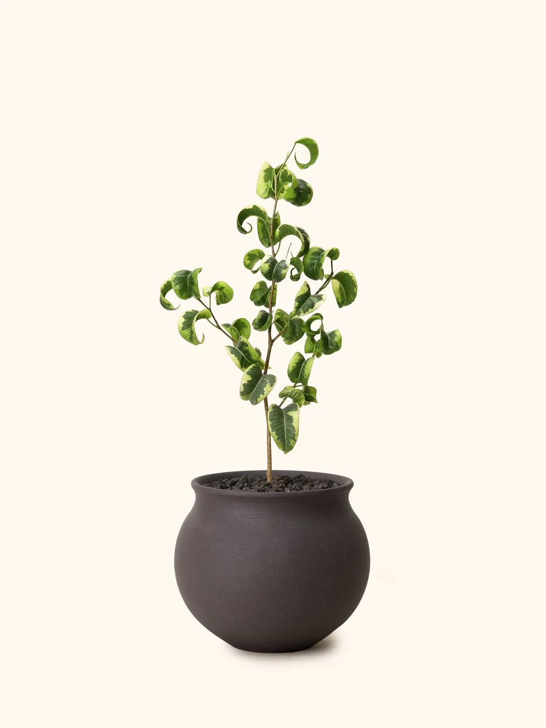 Var-Ficus-Benjamina-Moon-C.jpg