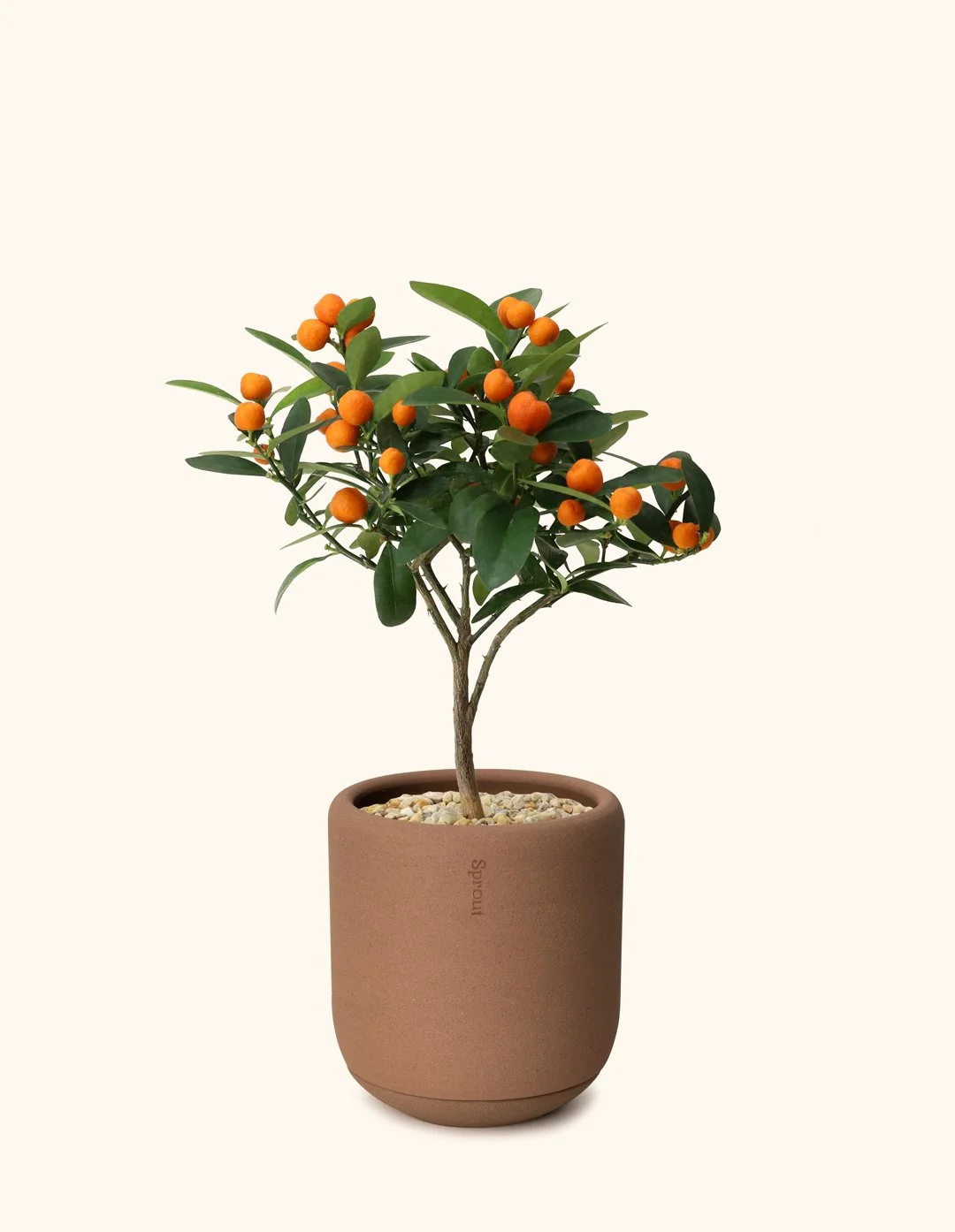 Citrus-Tree-A-cocoa.jpg
