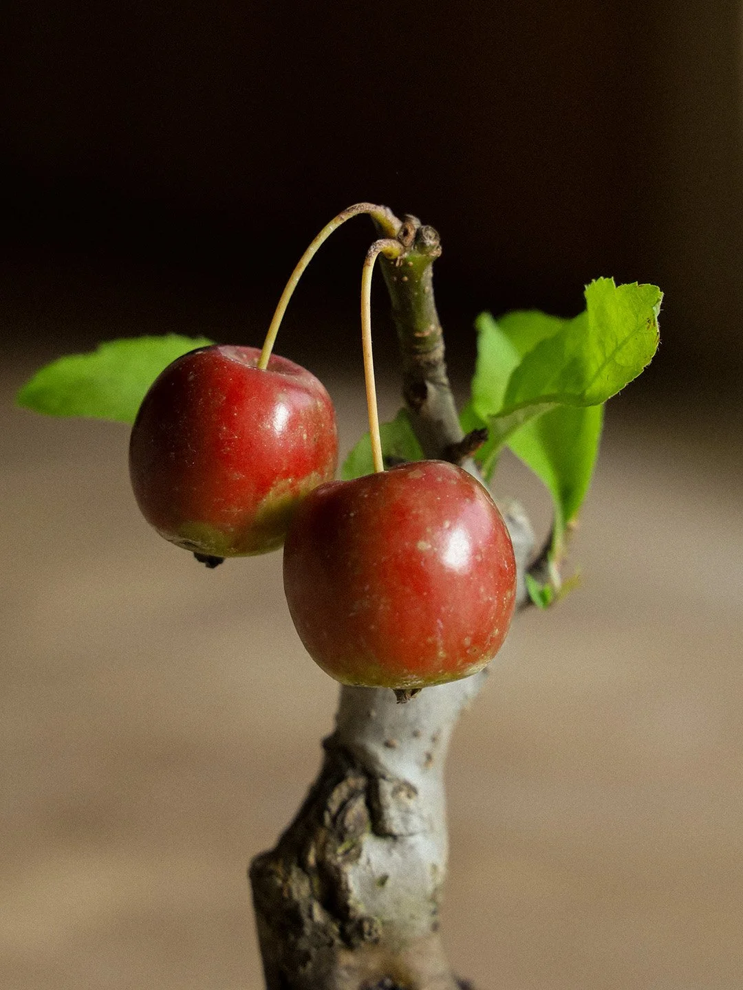 crabapple02_cu.jpg
