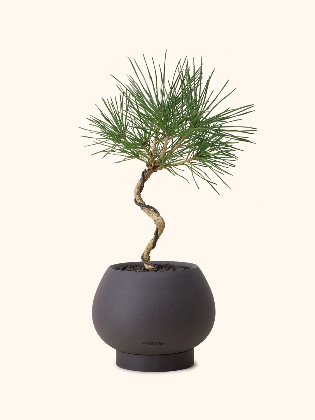 Young-Black-pine-orb-c.jpg