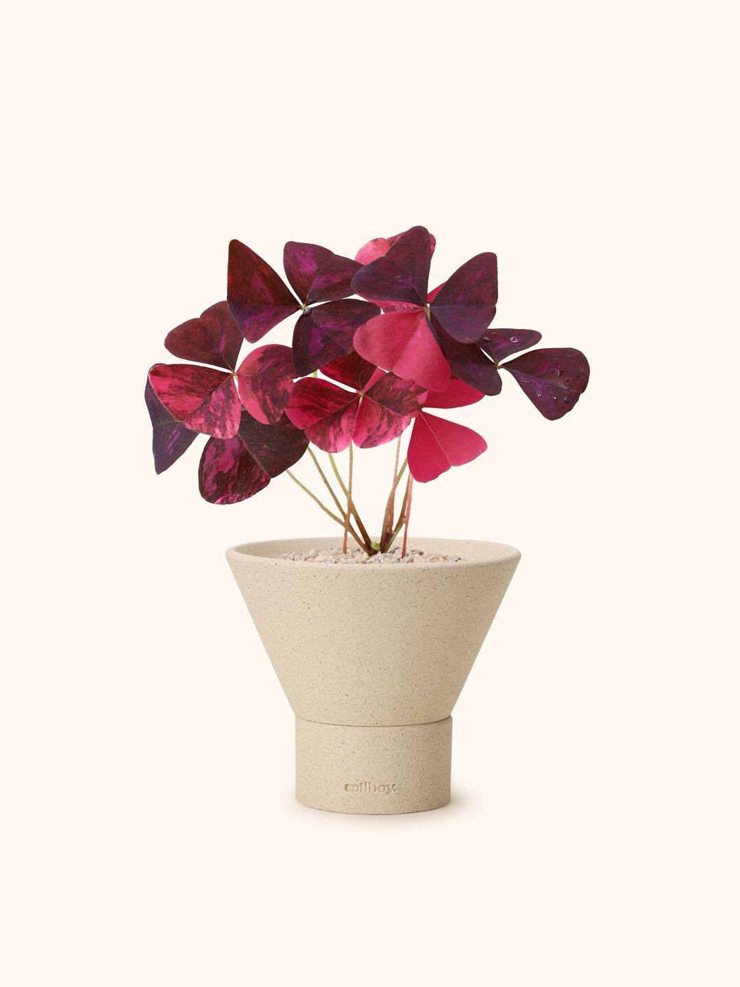 Variegated-Y-shape.jpg