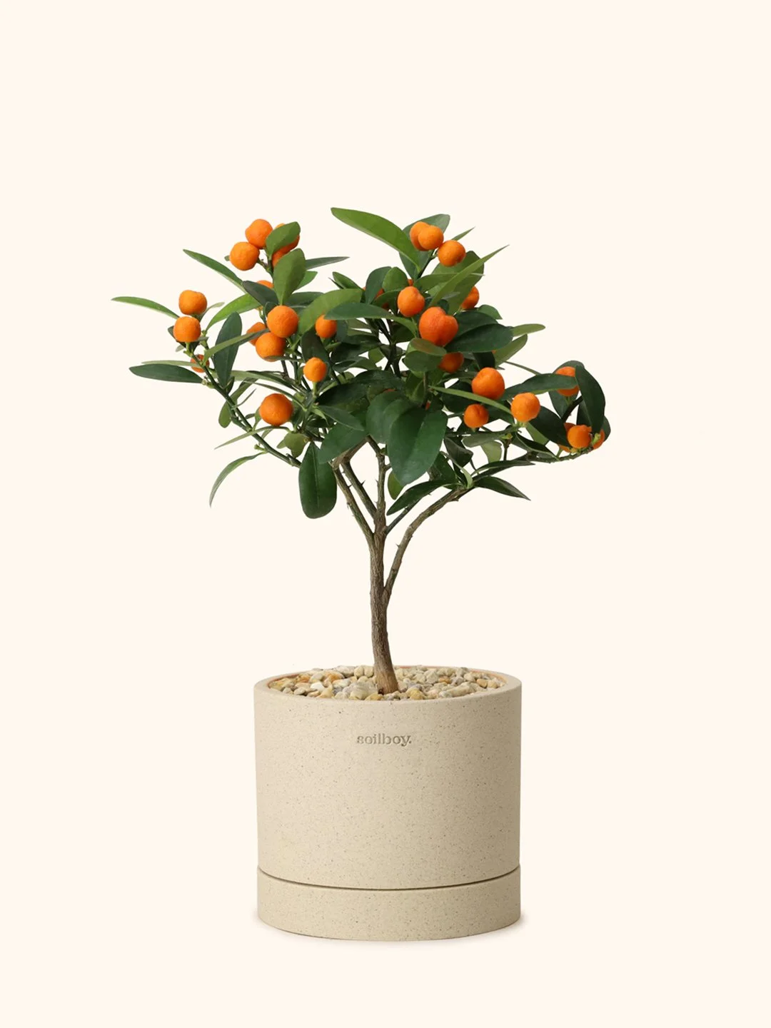 Mini Citrus Tree