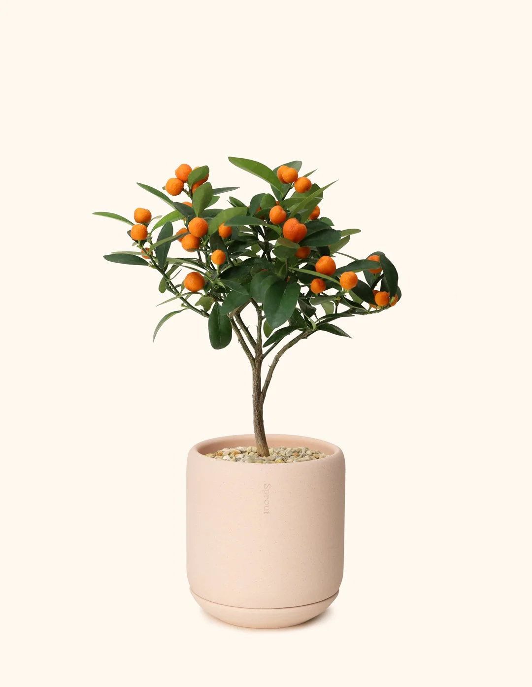 Citrus-Tree-A-S-1.jpg