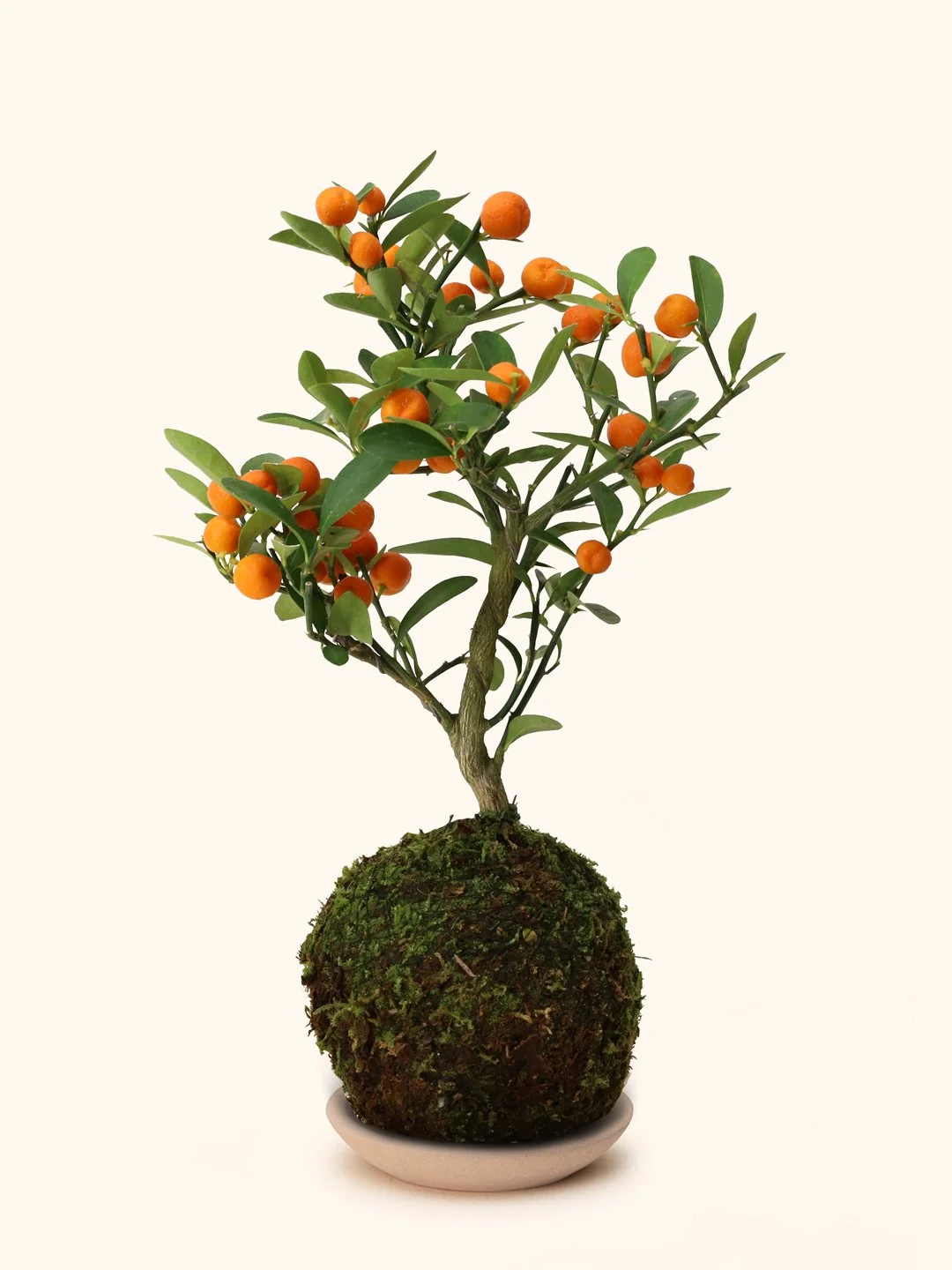 Citrus-Tree-Kokedama-b.jpg