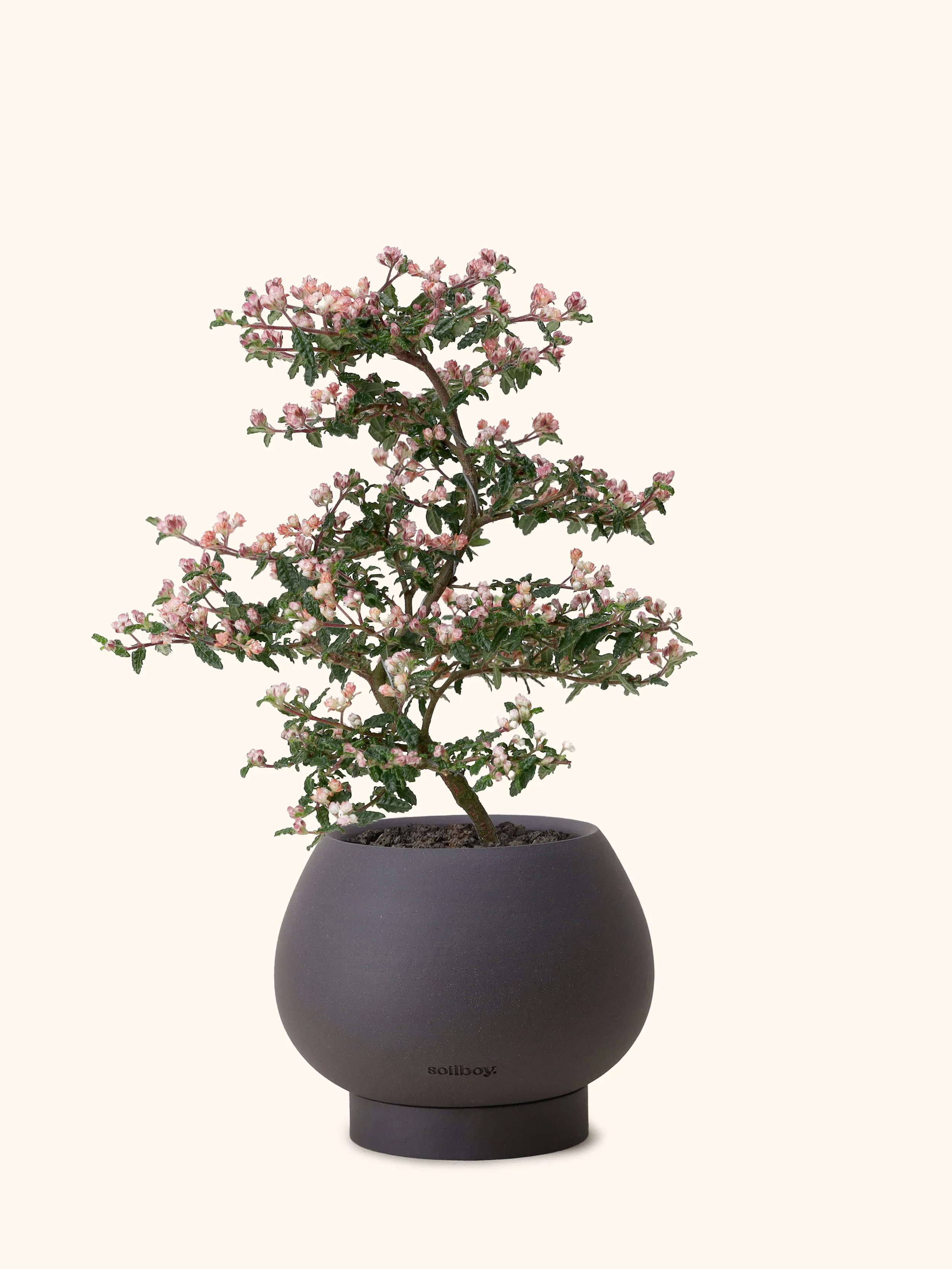 Japanese Emperor Plum Bonsai