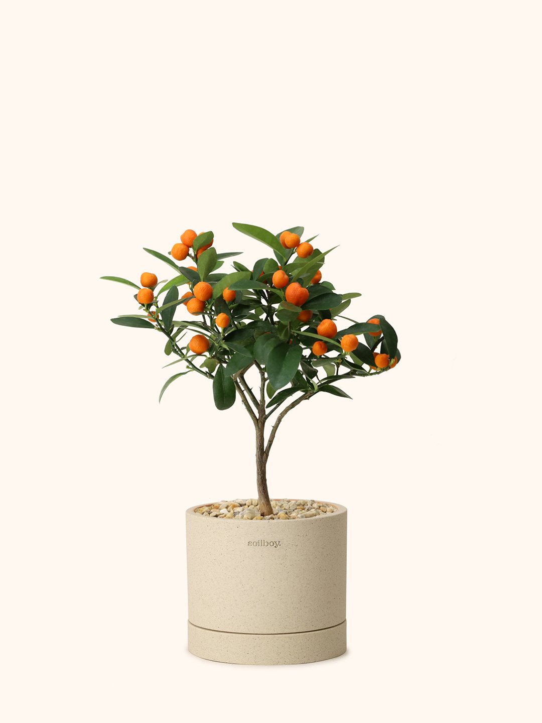 Mini Citrus Tree