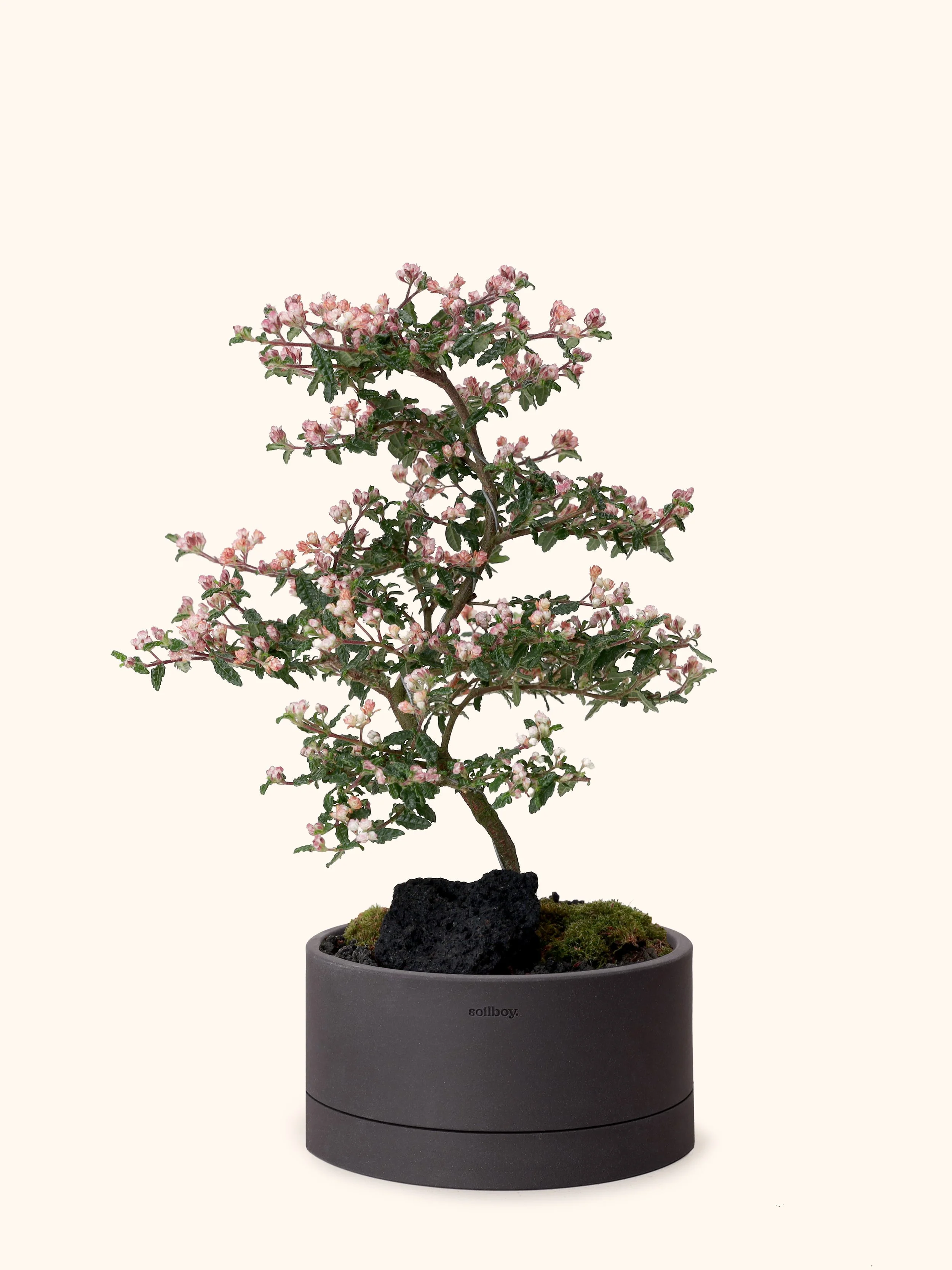 Japanese Emperor Plum Bonsai