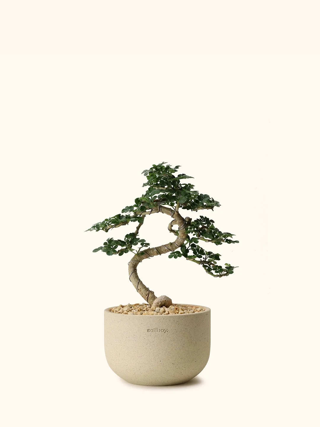Feroniella Bonsai