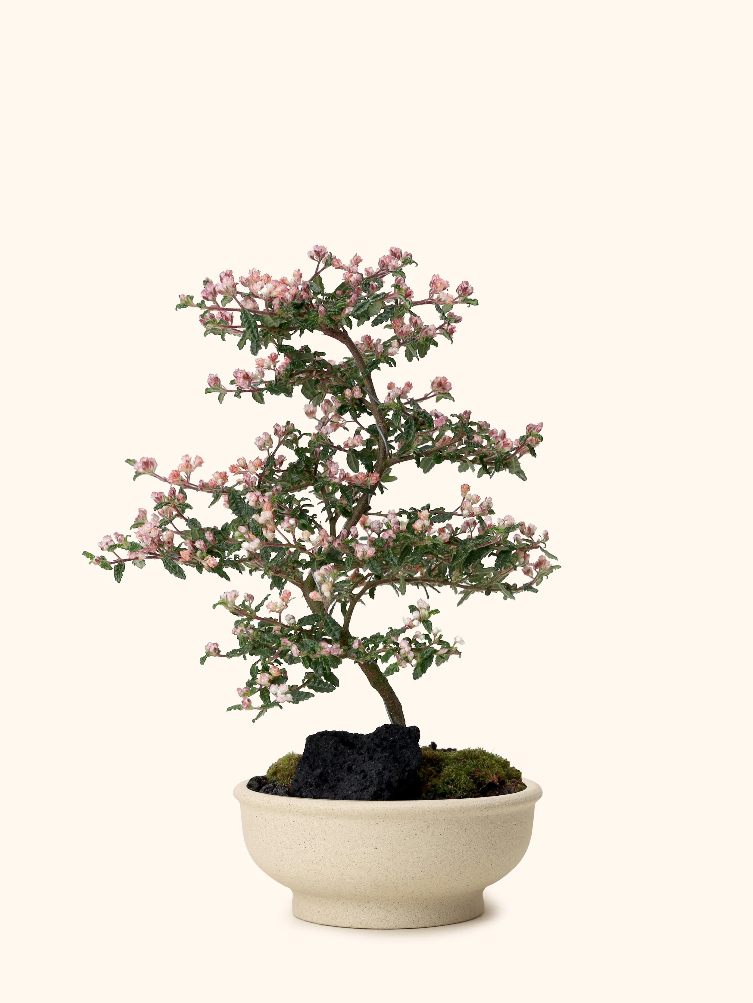 Japanese Emperor Plum Bonsai