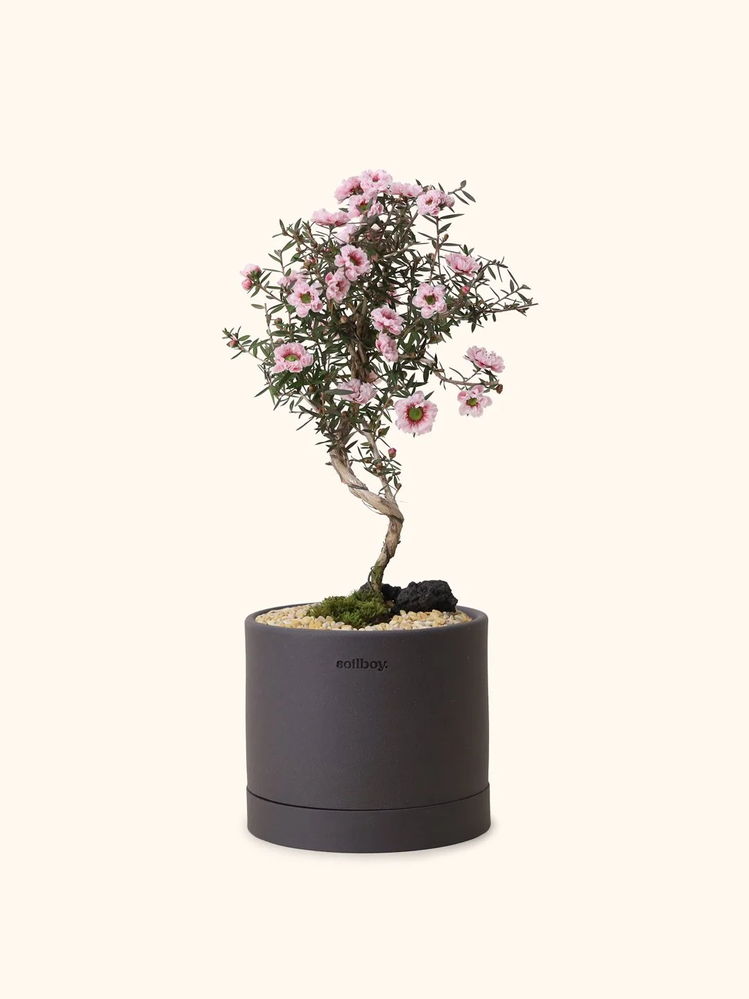 Manuka Myrtle (Japan)