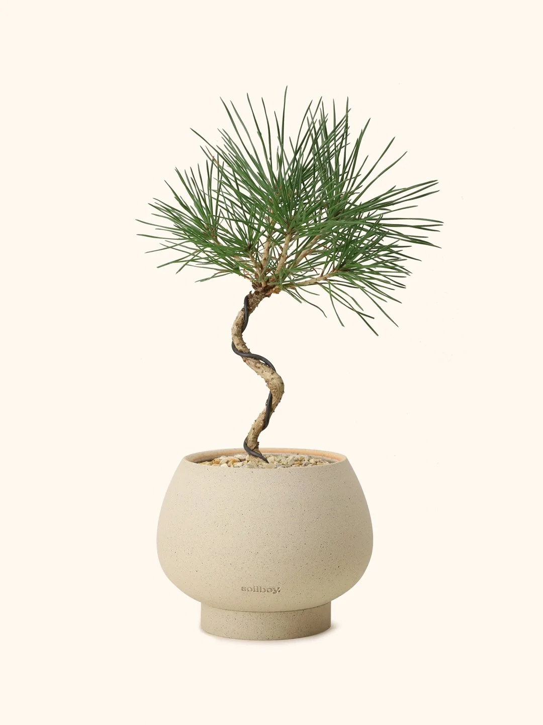 Young-Black-pine-orb-s.jpg