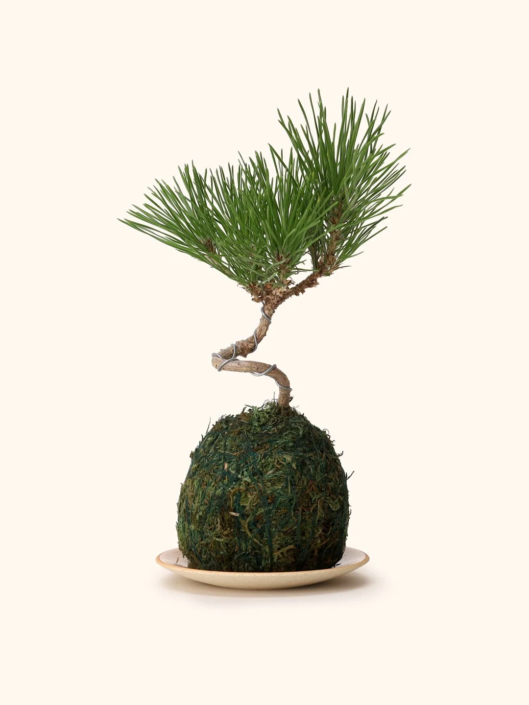 black-pine-kokedama.jpg