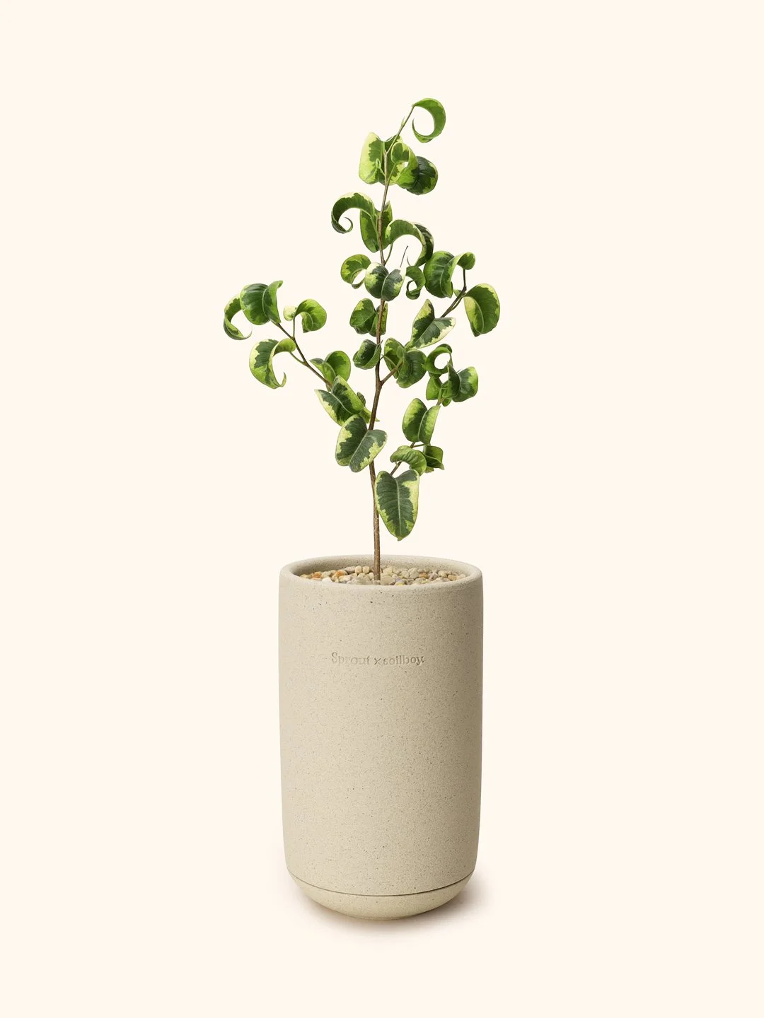 Var-Ficus-Benjamina-cylinder-s.jpg