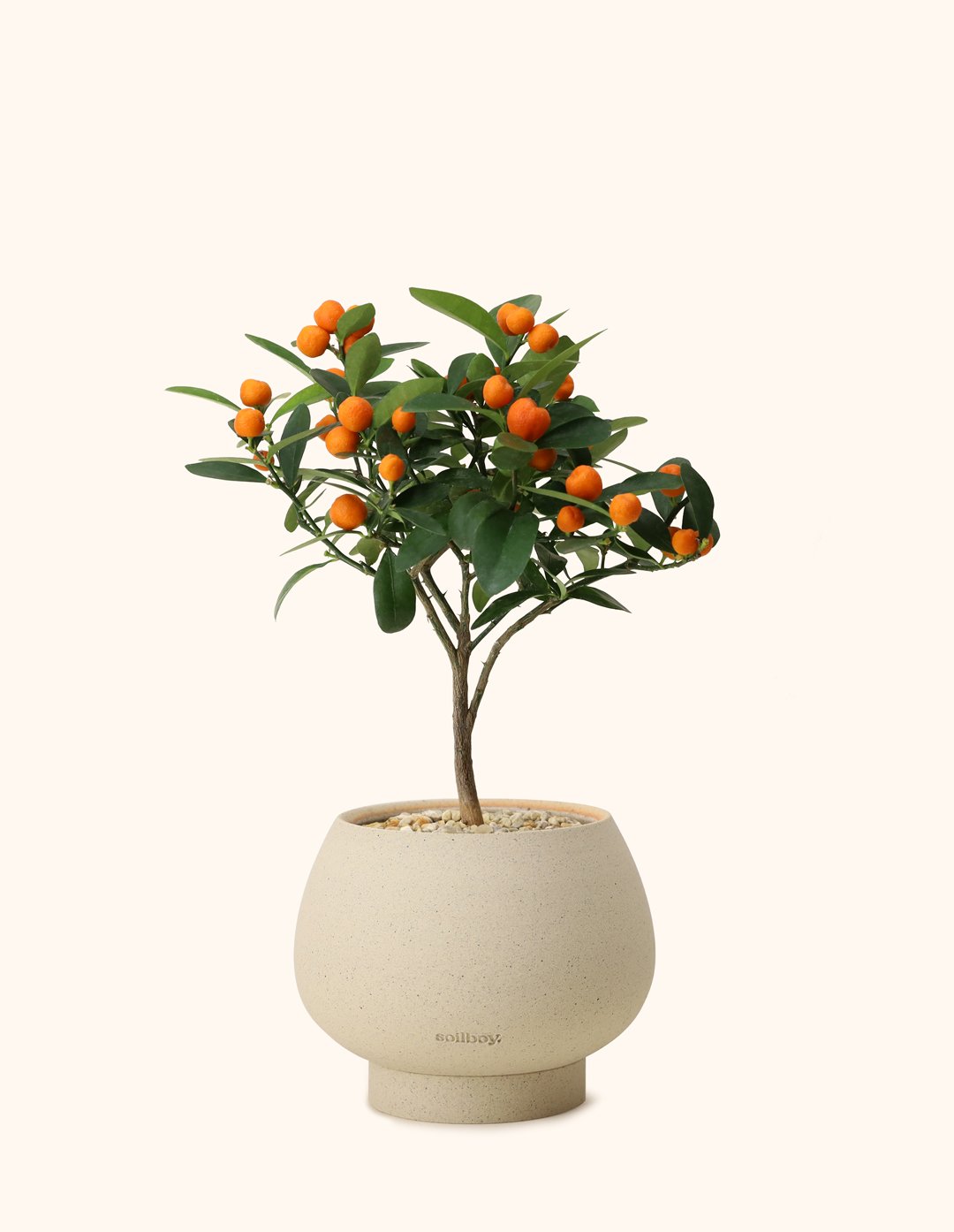 Citrus-Tree_Orb-Planter.jpg