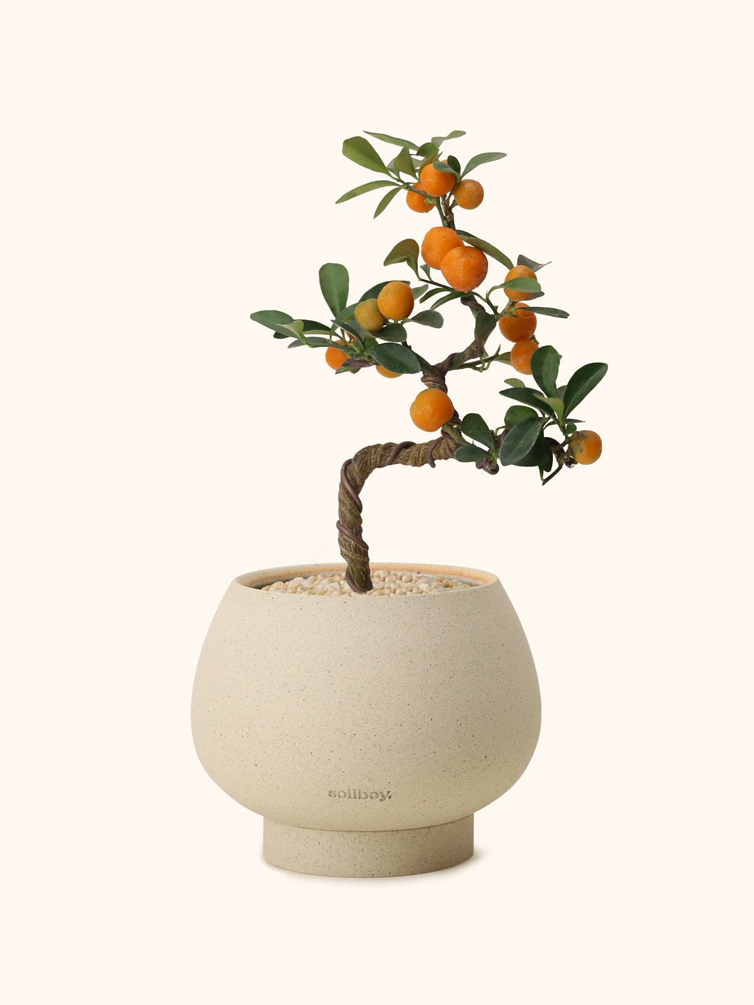 Mini-Citruc-Bonsai-orb.jpg