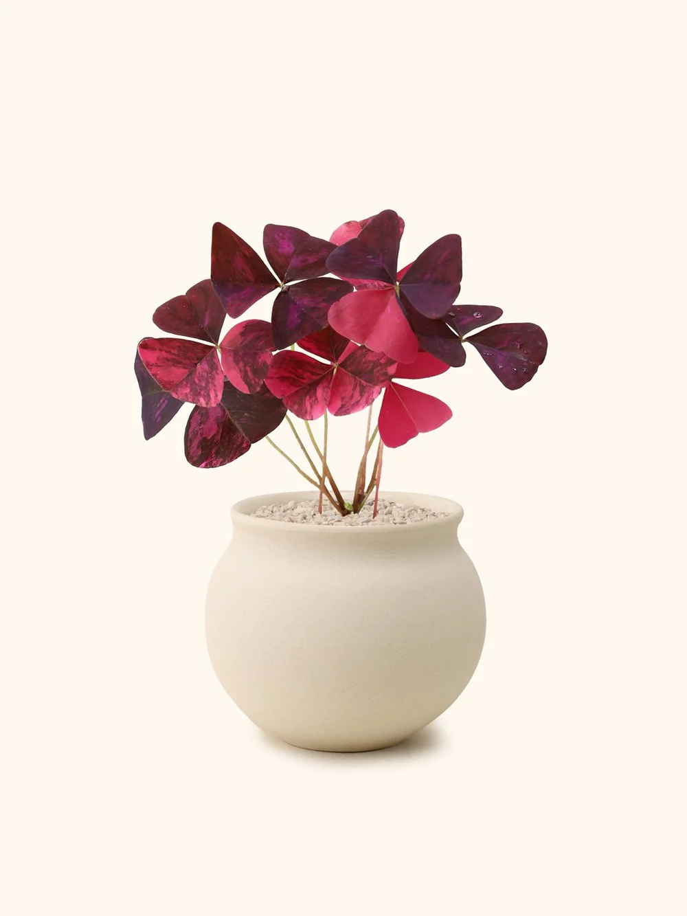 Variegated Oxalis Triangularis  Soilboy