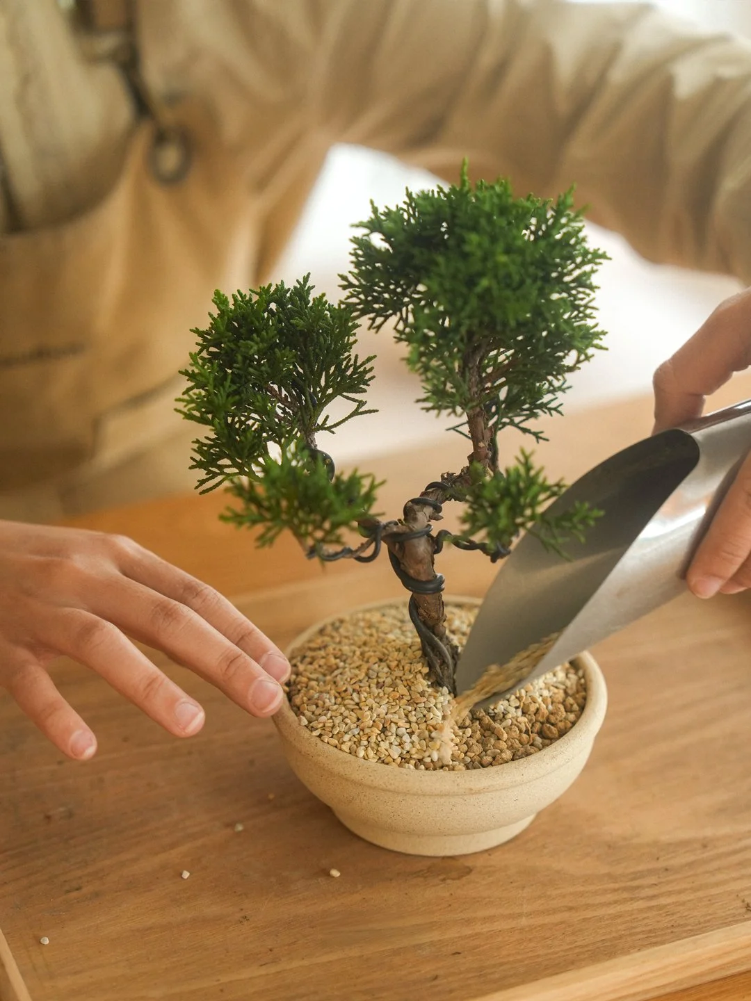 Juniper Shimpaku Bonsai Wiring Workshop