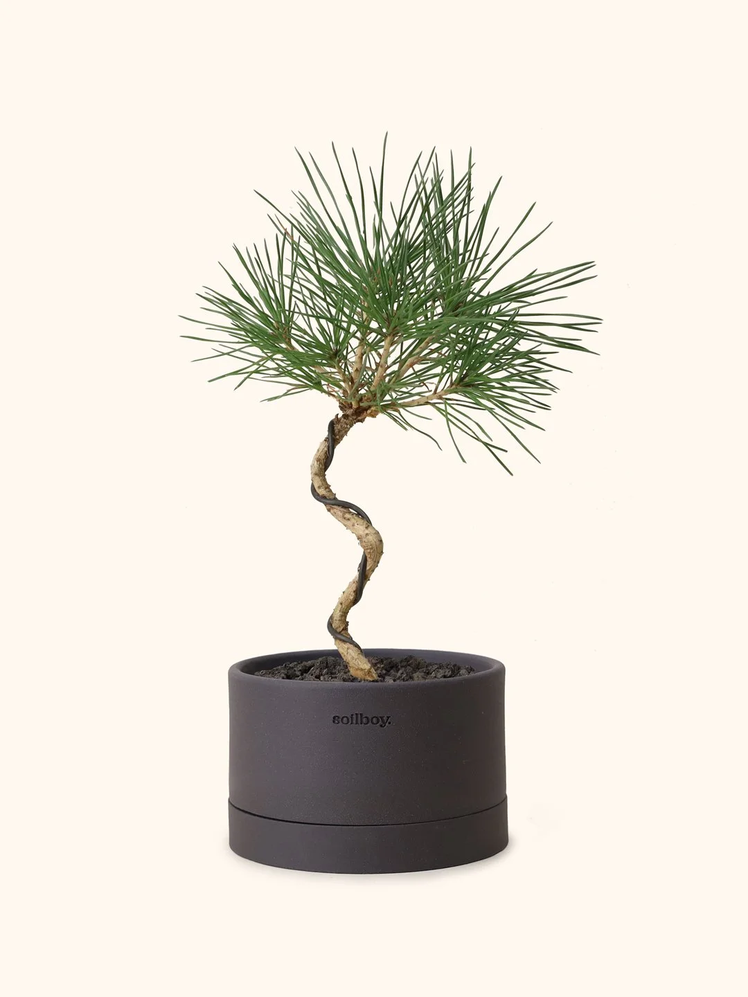 Young-Black-pine-flat-c.jpg