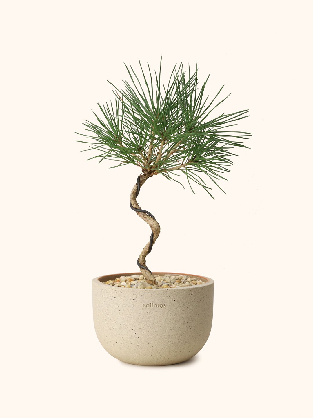 Young-Black-pine-obj2-s.jpg