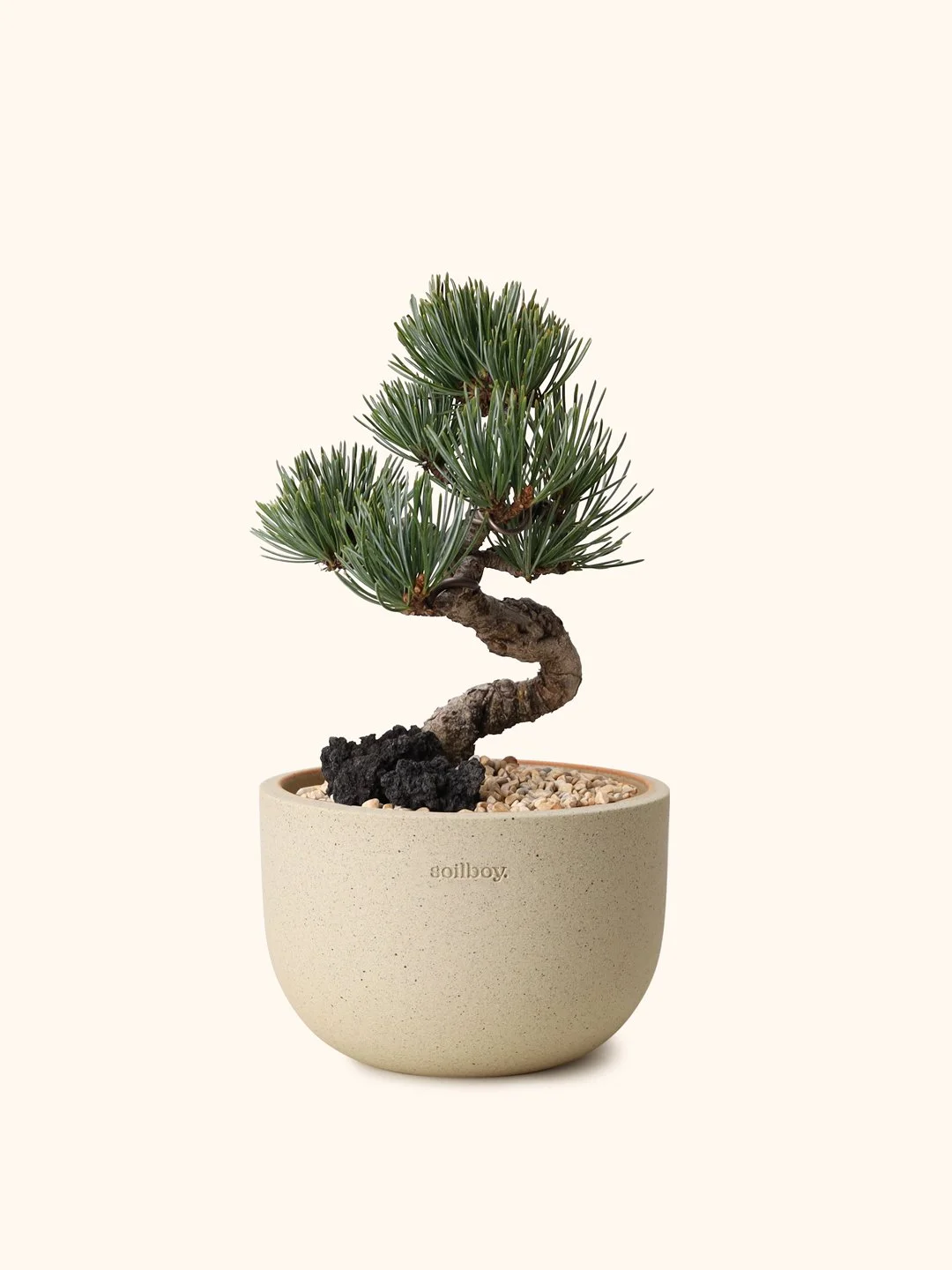 white-pine_obj2_s.jpg