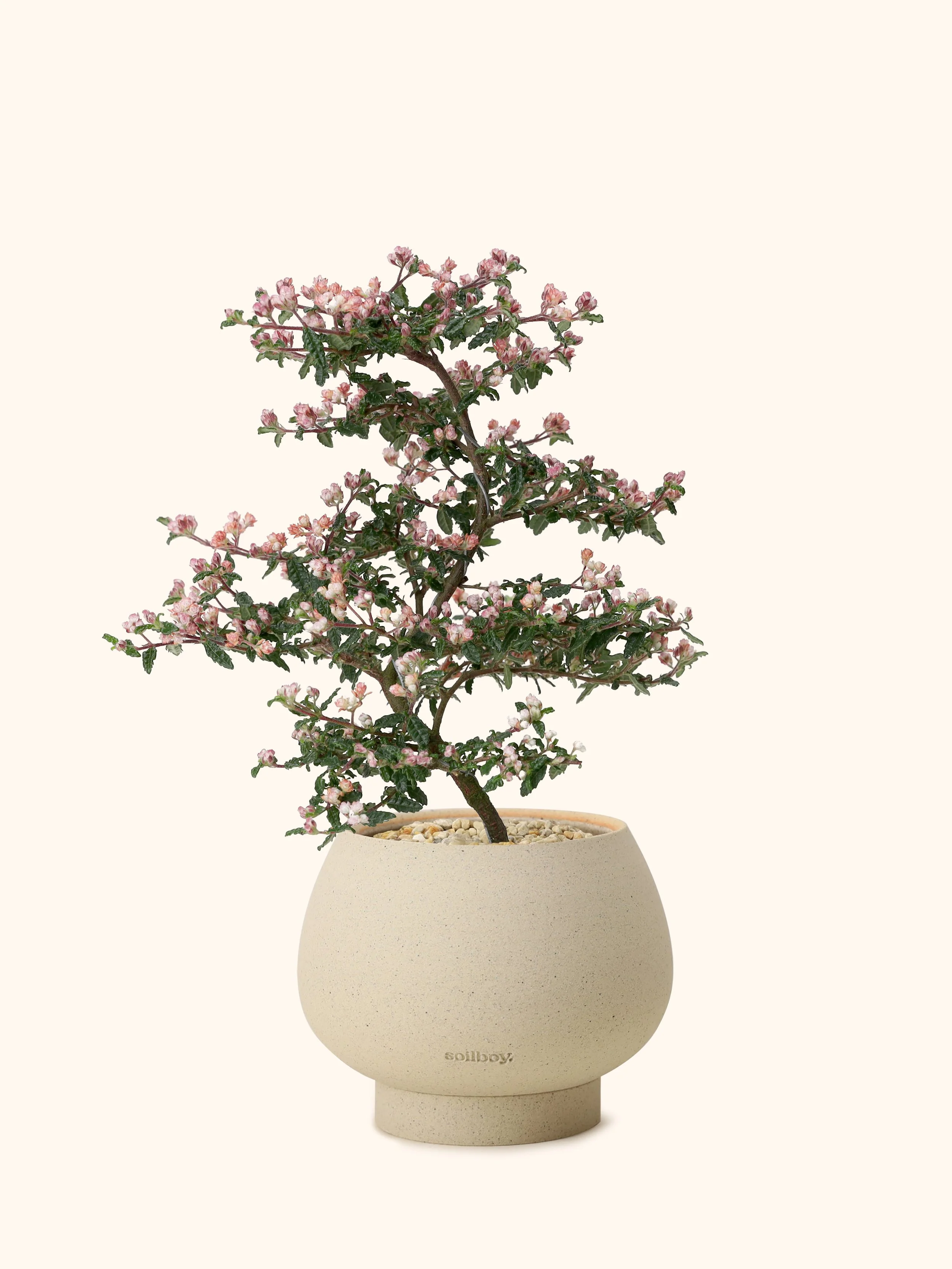 Japanese Emperor Plum Bonsai