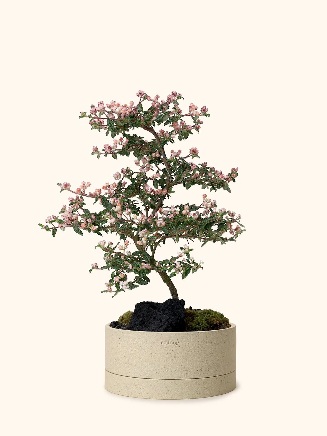 Japanese Emperor Plum Bonsai