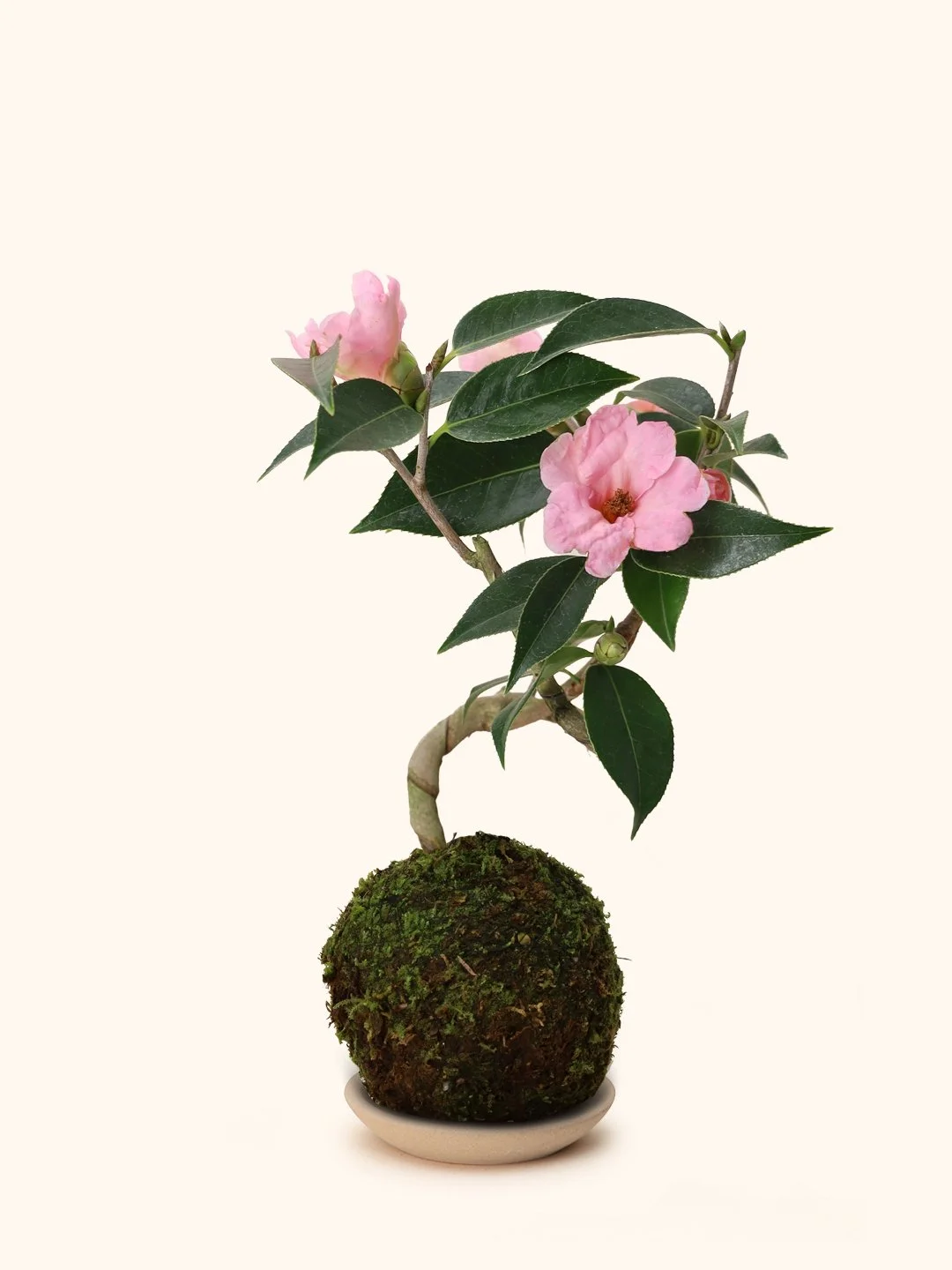 Japanese Camellia Kokedama