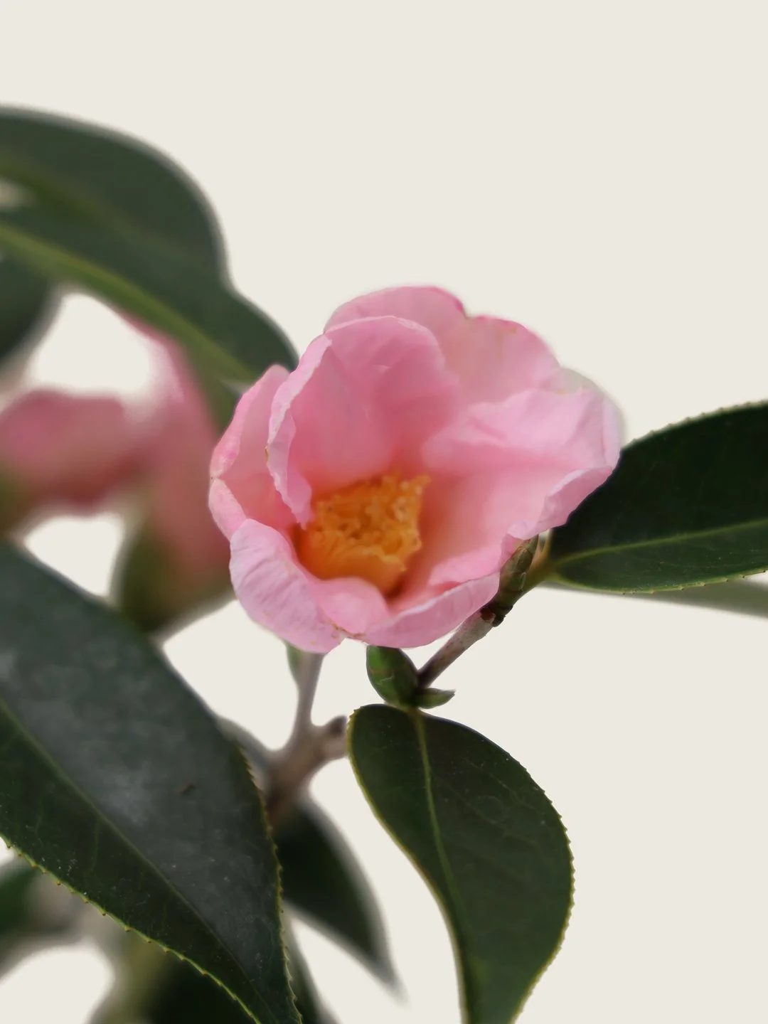 Camillia-Kokedama-close-up.jpg