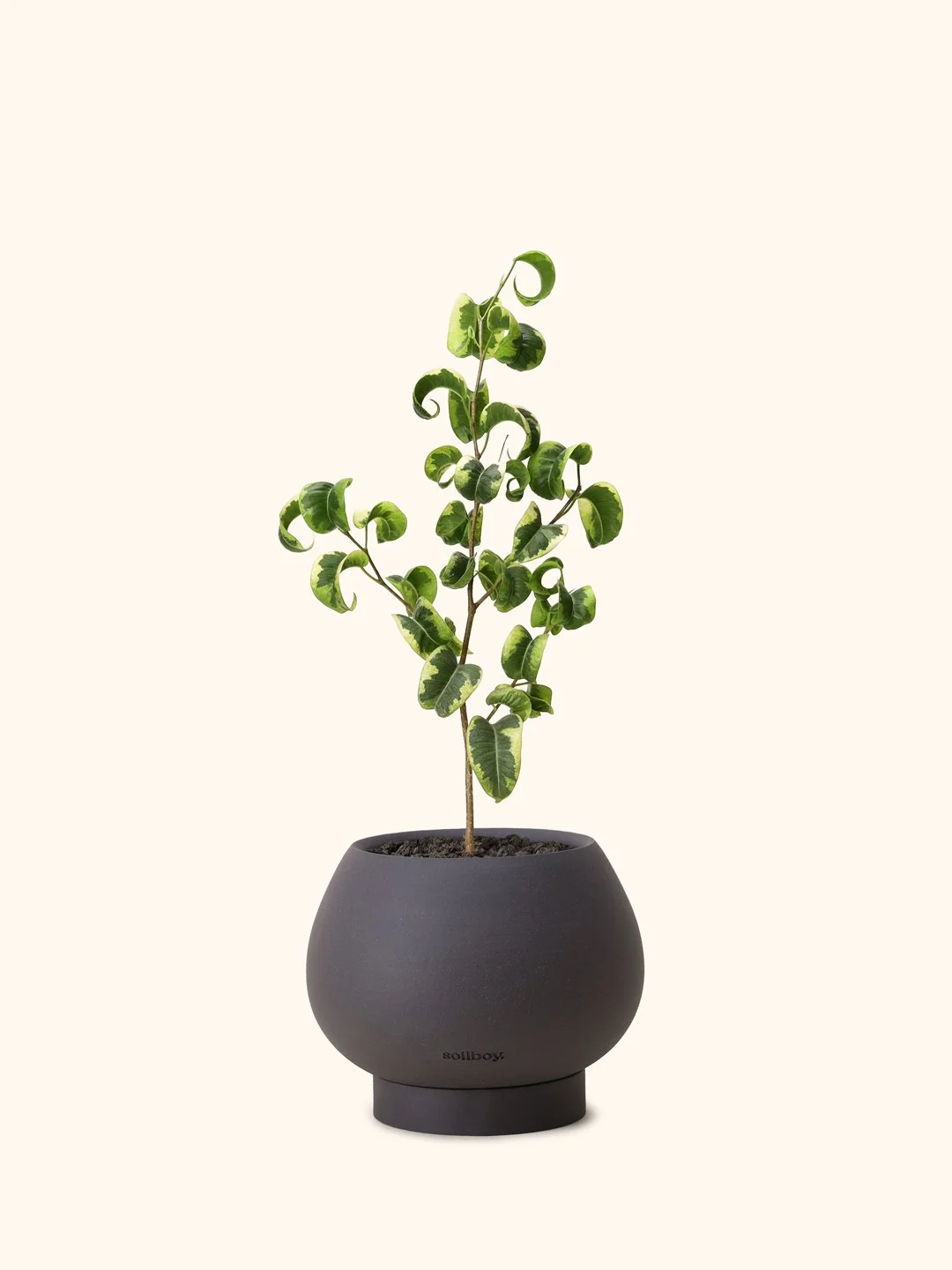Var-Ficus-Benjamina-orb-c.jpg