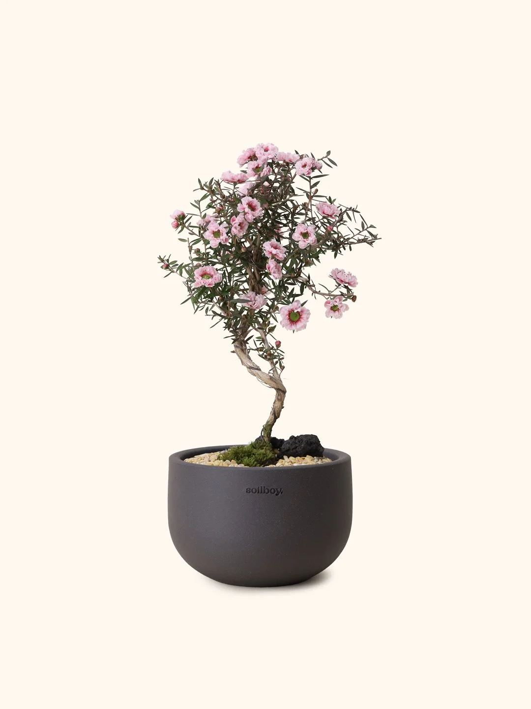 Manuka Myrtle (Japan)