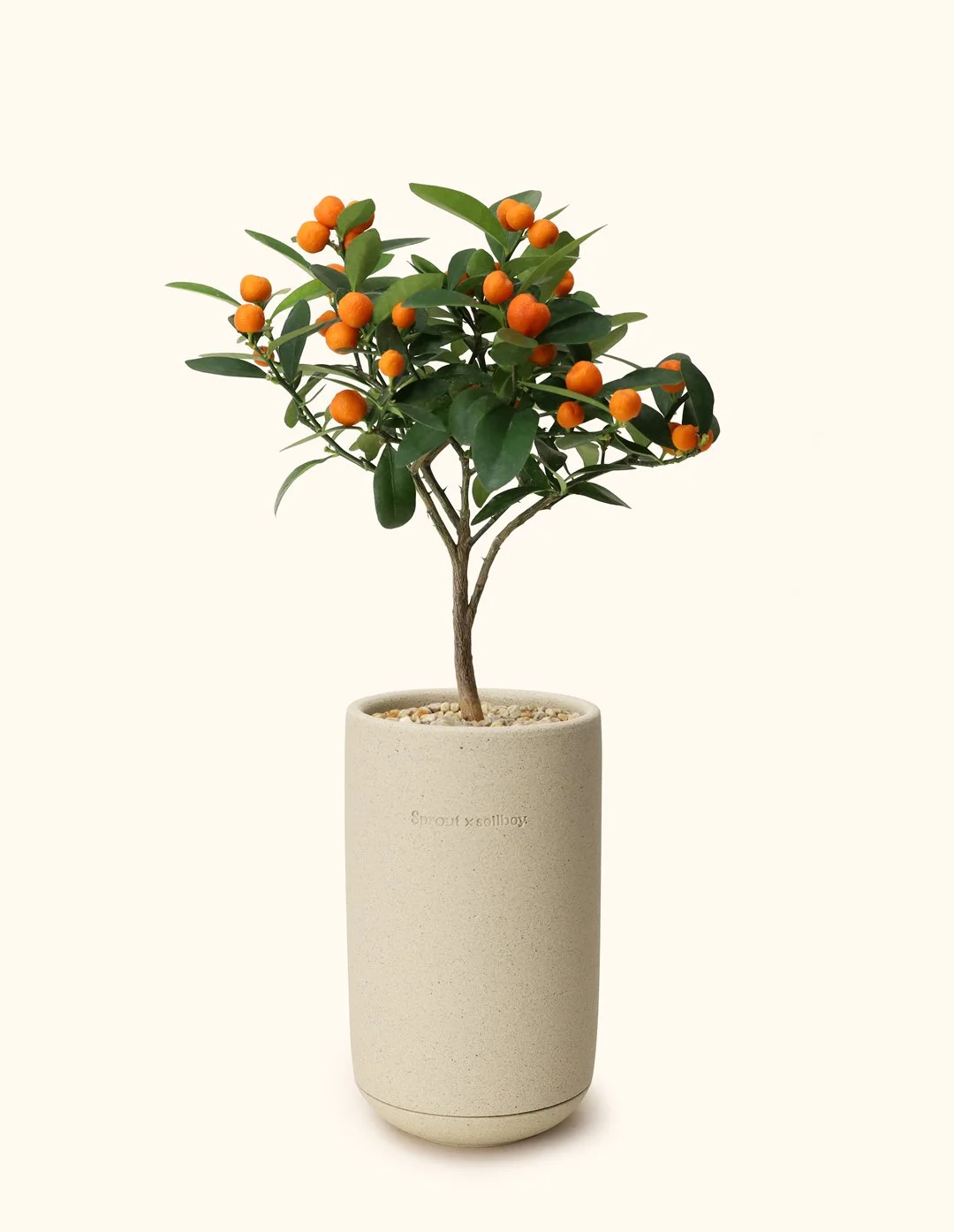 Mini Citrus Tree (Japan)