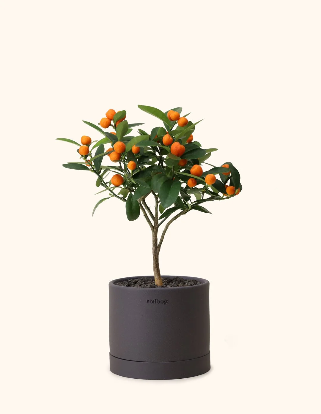 Citrus-Tree_OBJ01-Planter-charcoal.jpg