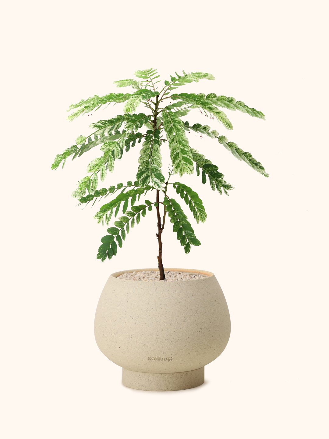Phyllanthus-Pulcher-ORB-M.jpg