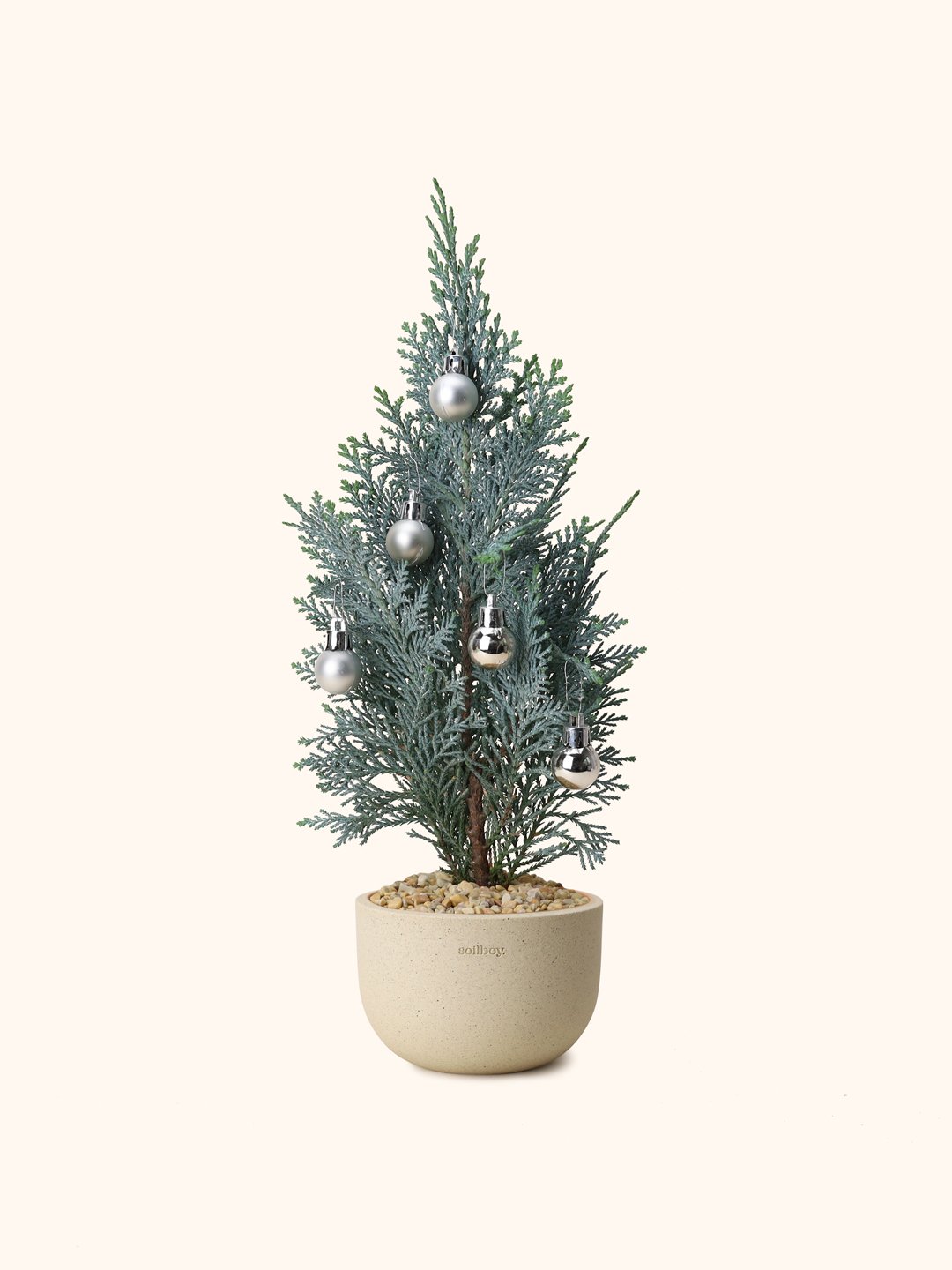 Blue-Cypress-obj02.jpg