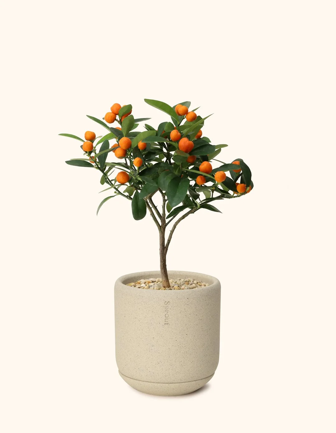 Citrus-Tree-A-Sand.jpg