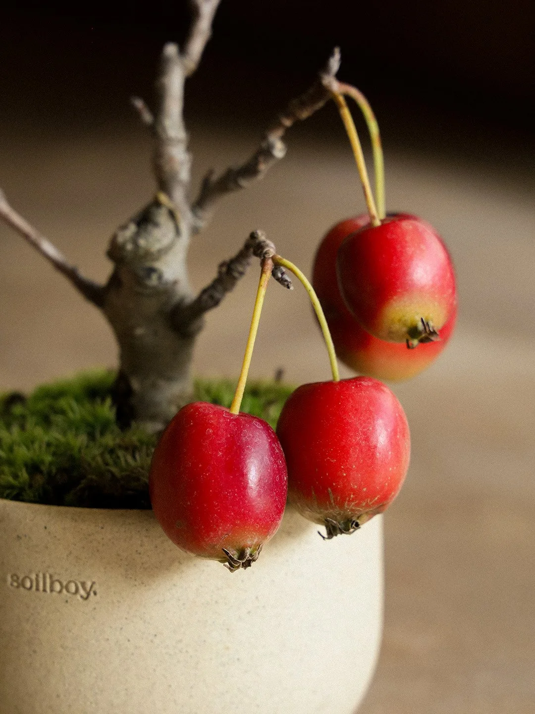 crabapple03-cu.jpg