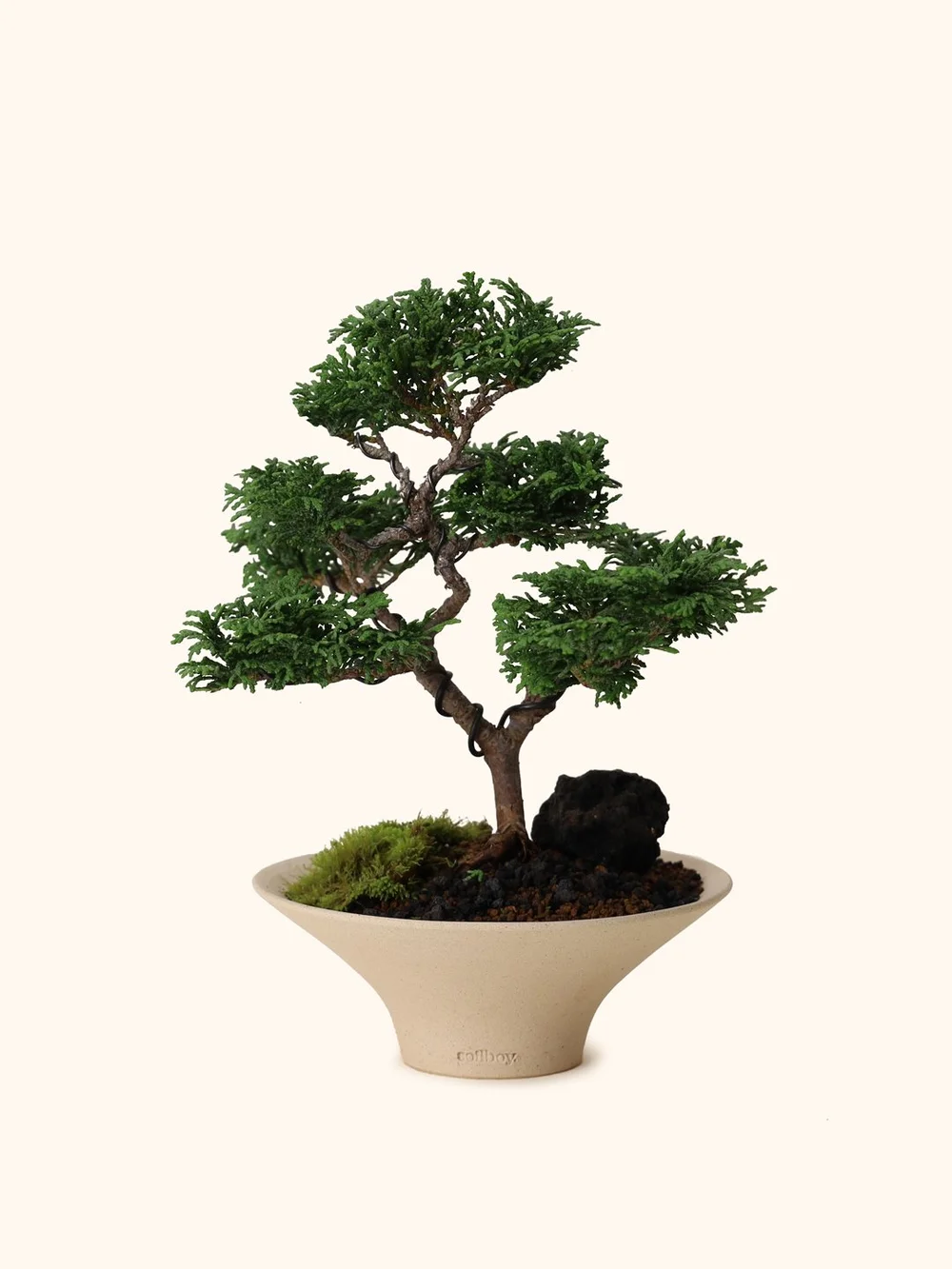 mini bonsai fr flaschengarten Mini Bonsai: Ficus microcarpa Ginseng (Chinesische Feige )  Page 1  Dein- Flaschengarten.de