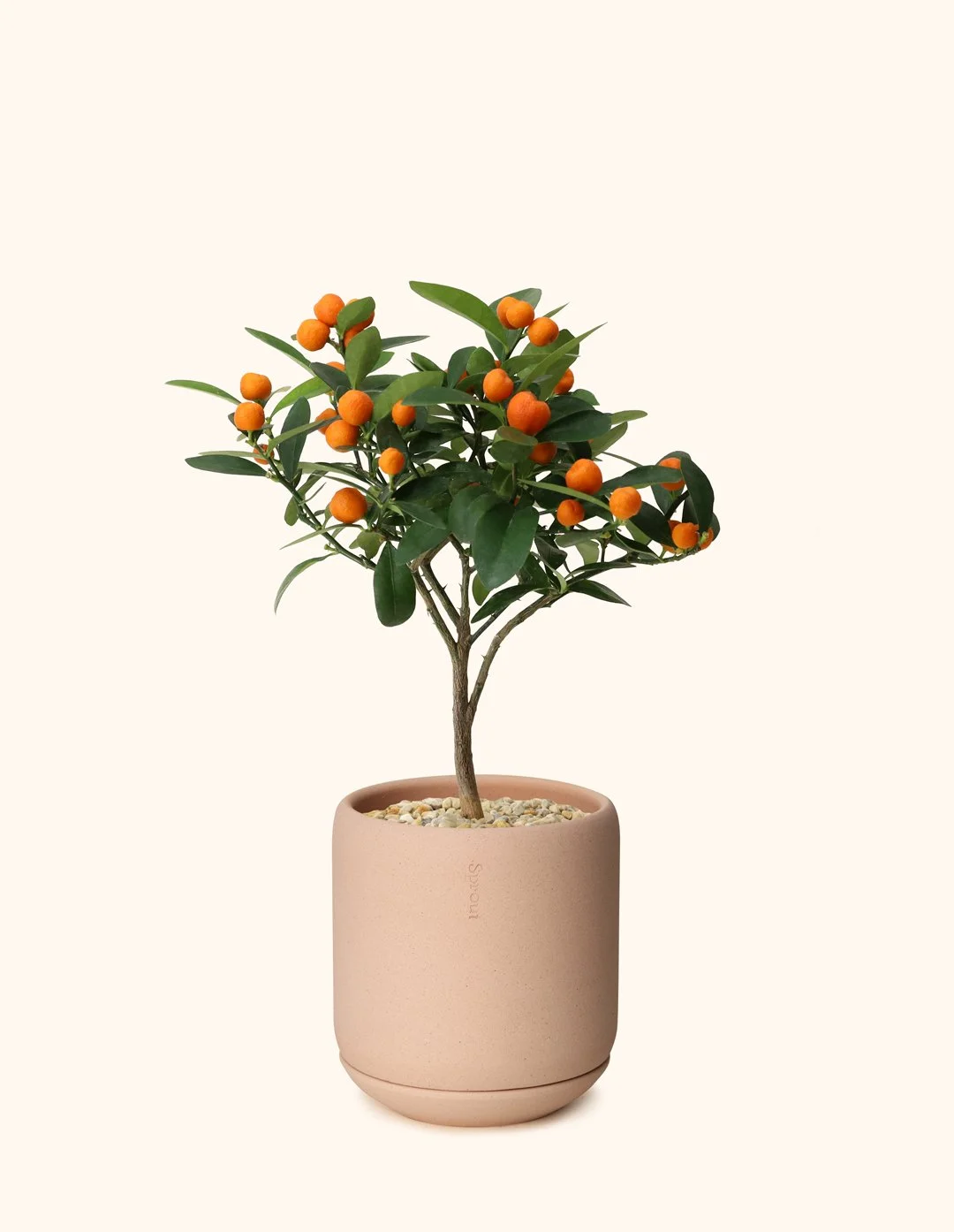 Citrus-Tree-A-S-2.jpg