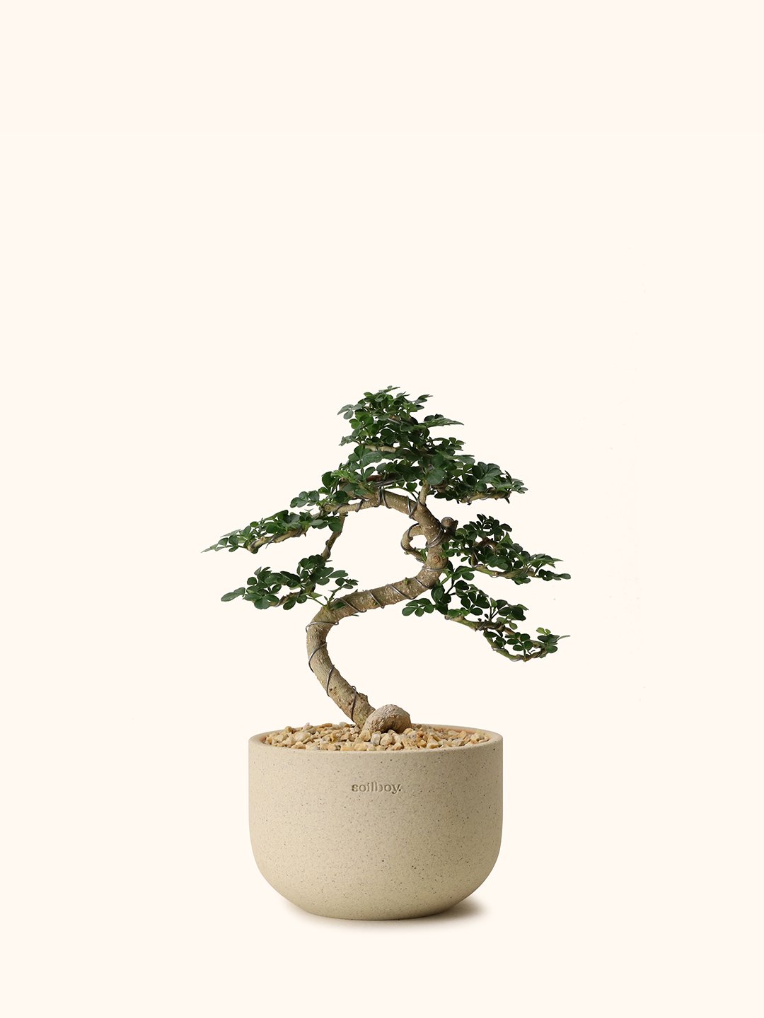 Feroniella Bonsai