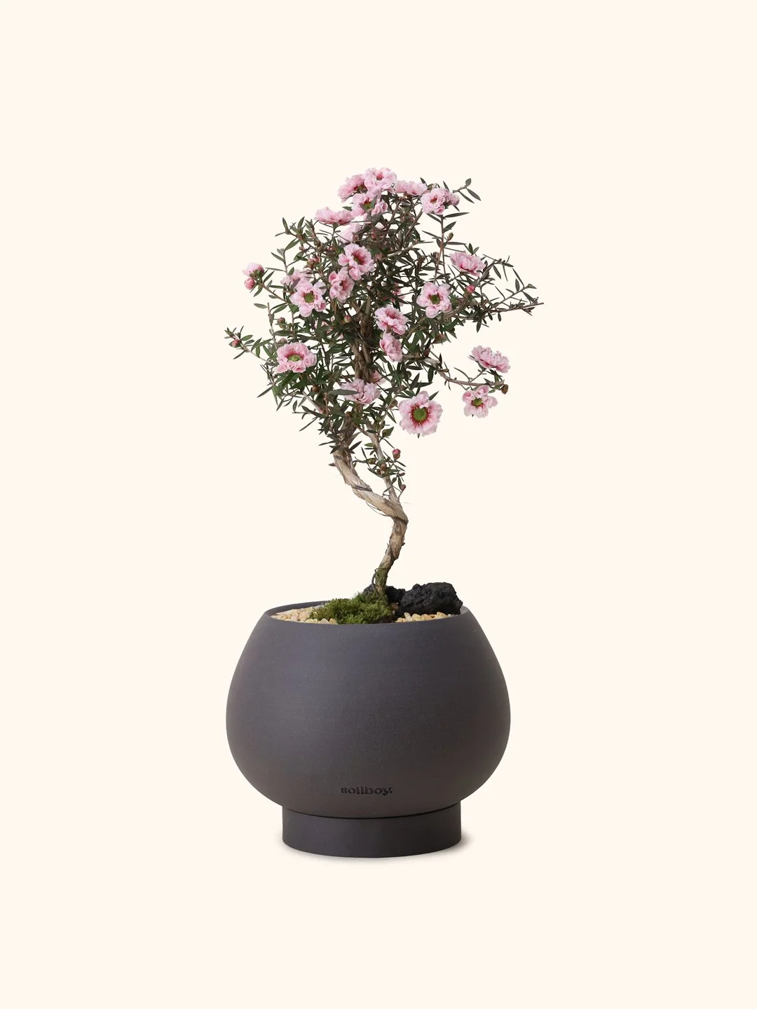 Manuka Myrtle (Japan)